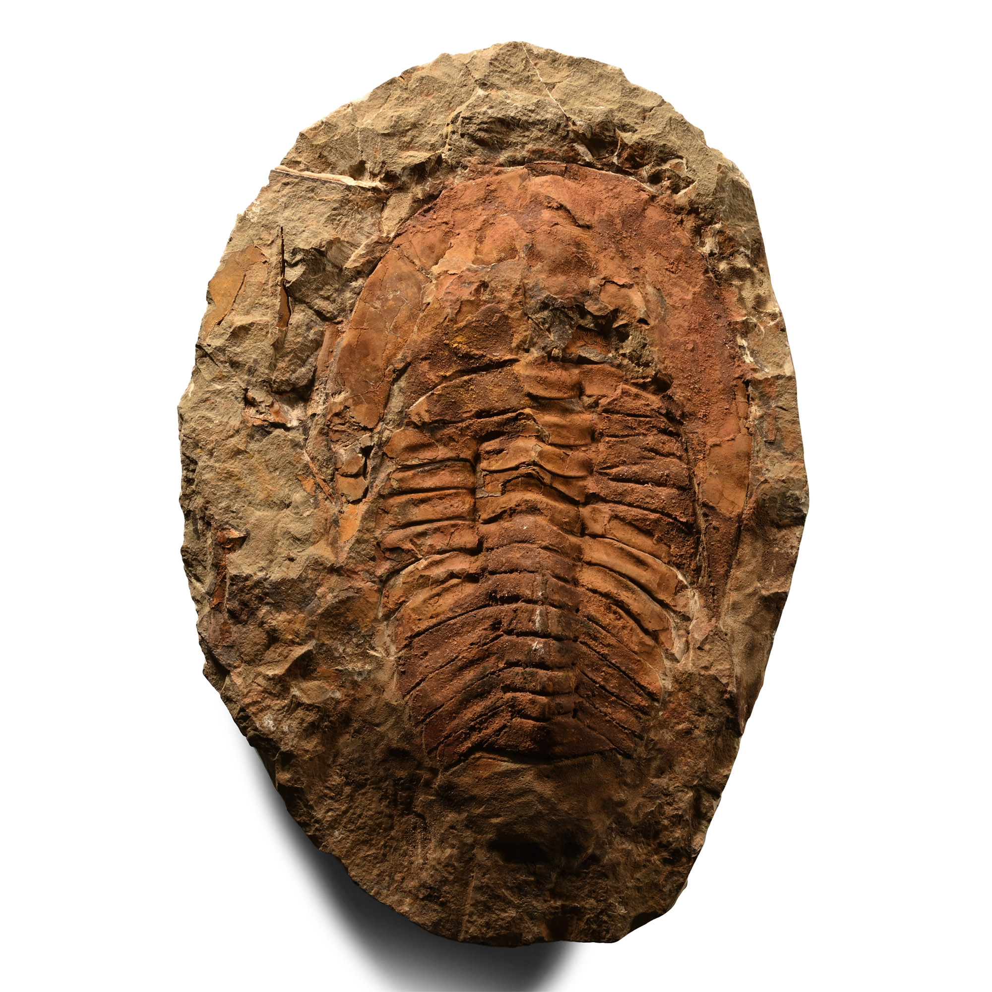 Natural History - Cambropallas Fossil Trilobite