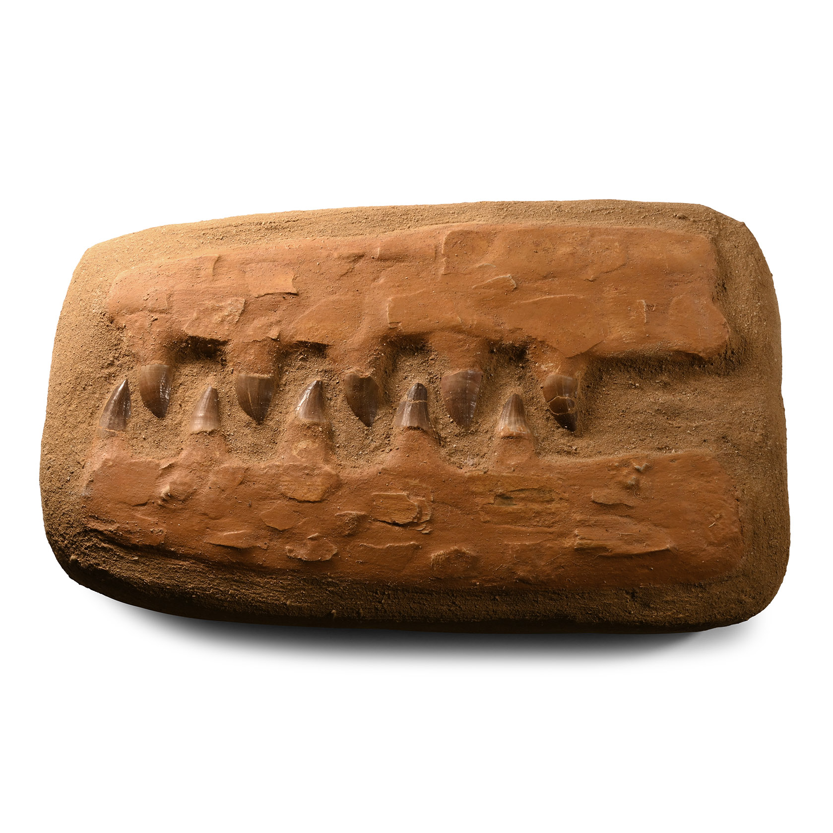 Natural History - Large Composite Fossil Mosasaur 'Marine Dinosaur' Teeth Assemblage