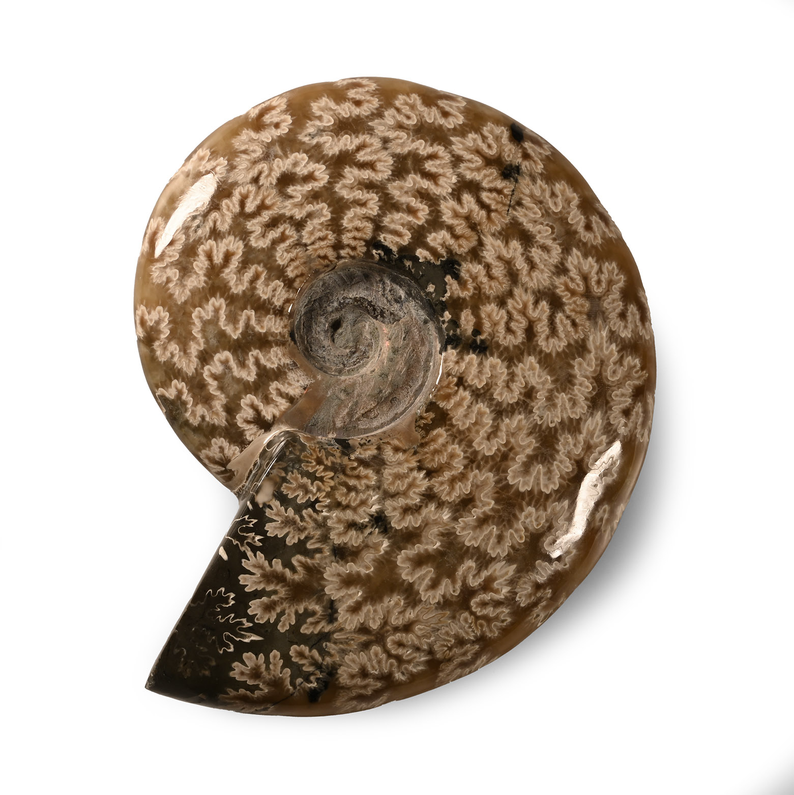 Natural History - Fossil Cleoniceras Ammonite