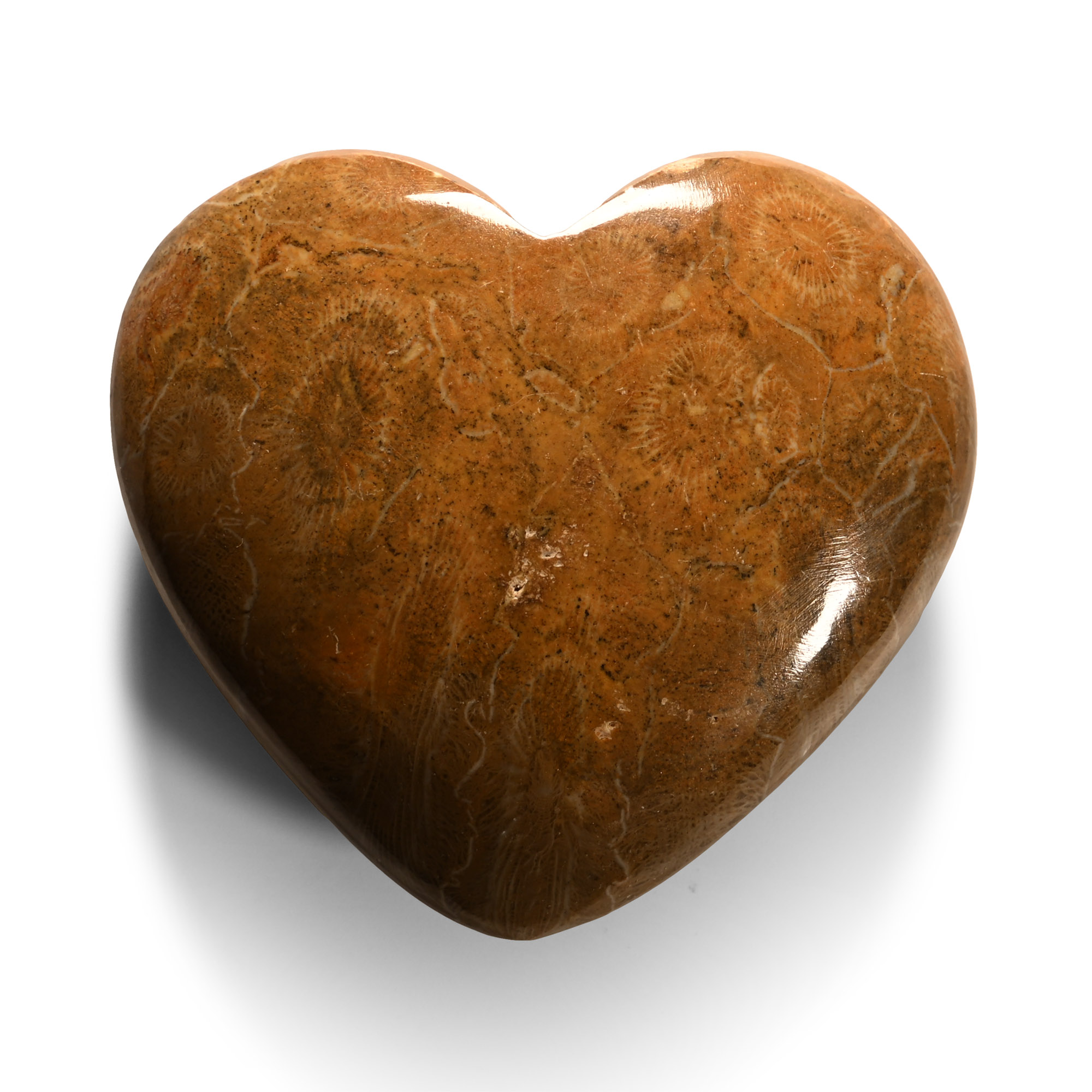 Natural History - Fossil Coral Heart