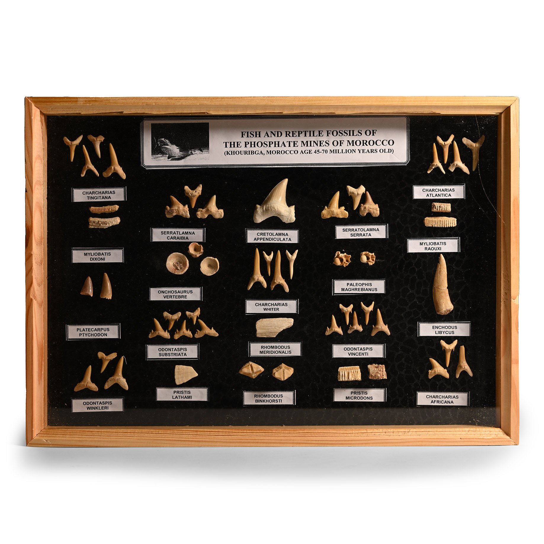 Natural History - Mixed Fossil Shark and Fish Teeth Display