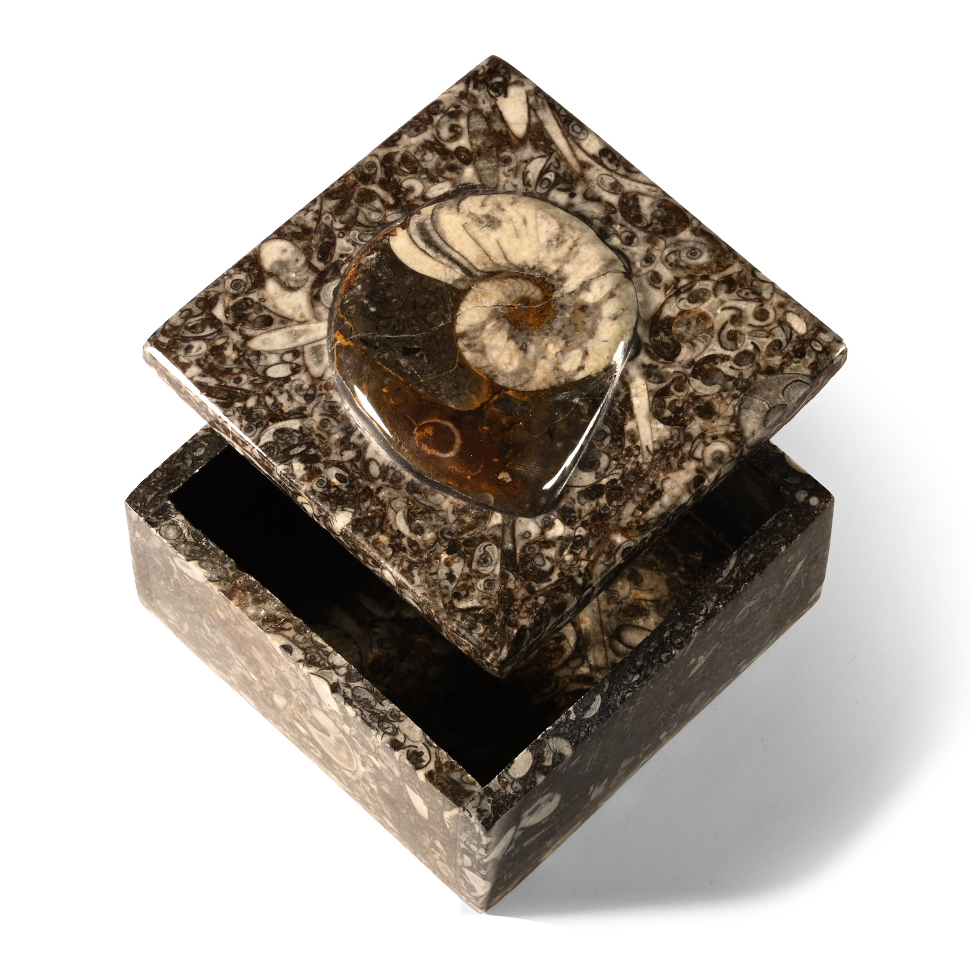 Natural History - Polished Fossil Goniatite Trinket Box