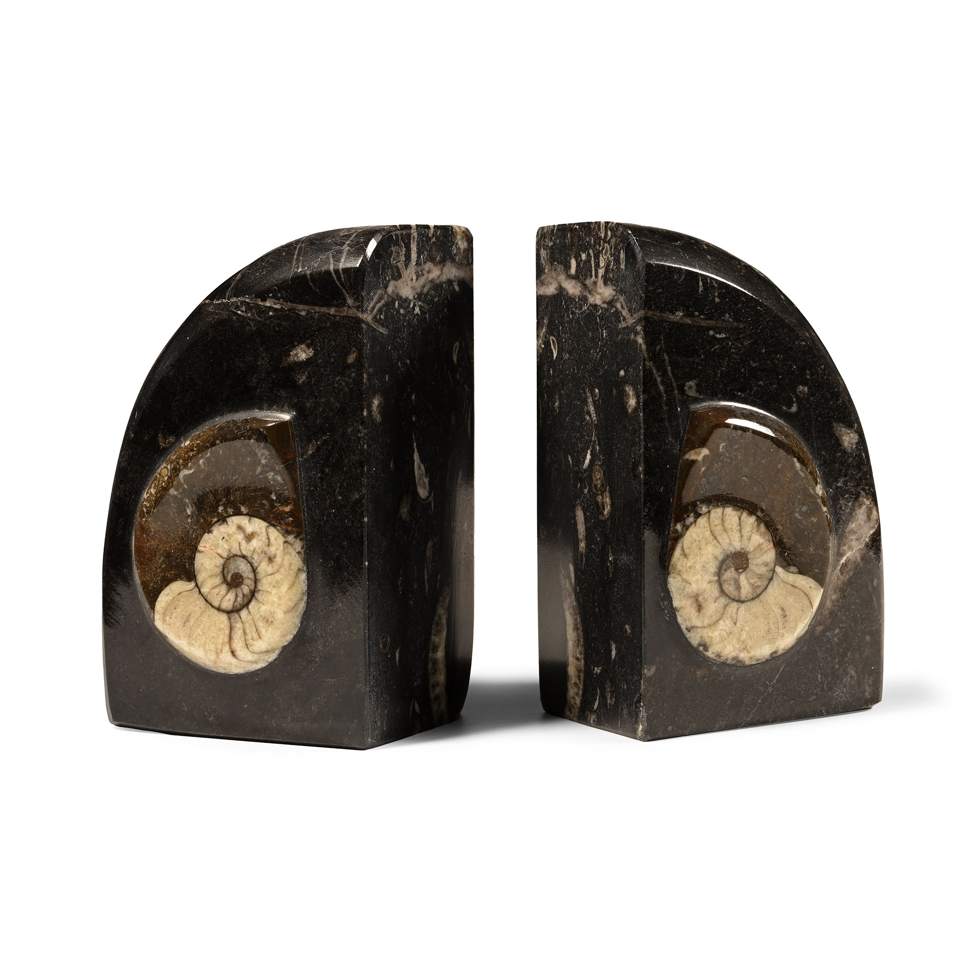 Natural History - Polished Fossil Goniatite Bookends