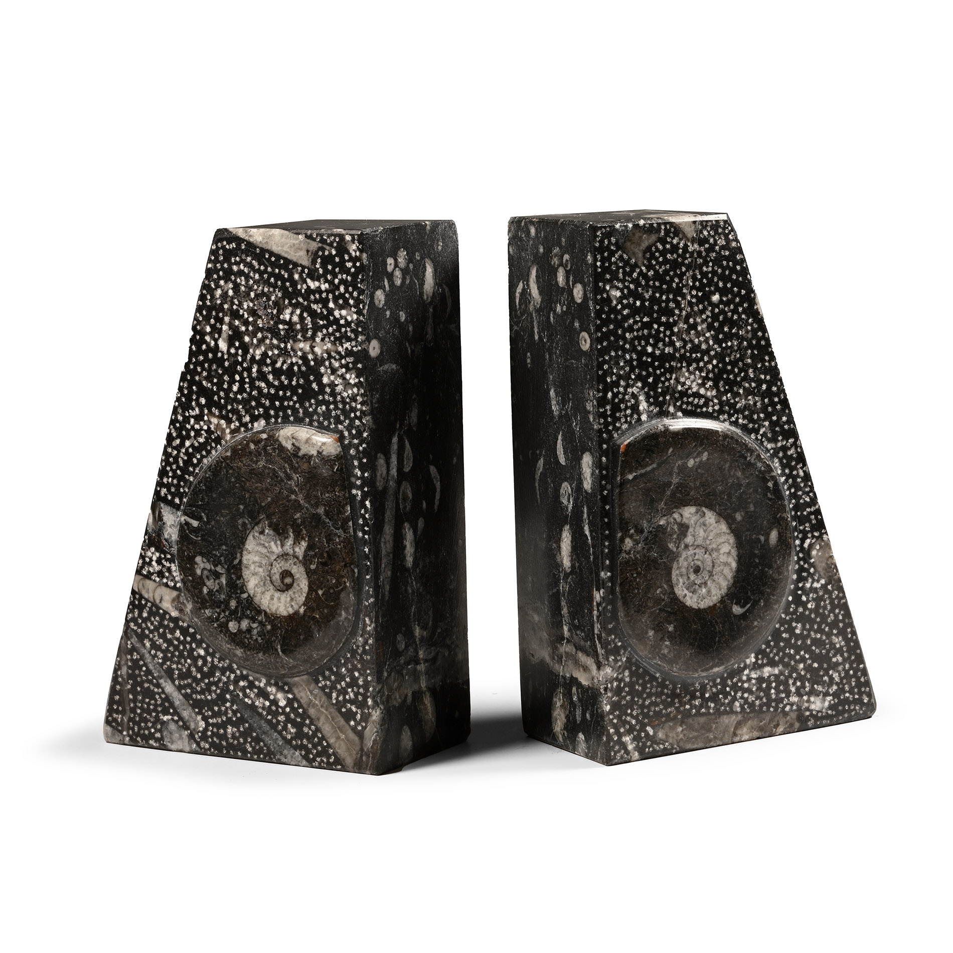 Natural History - Polished Fossil Goniatite Book Ends