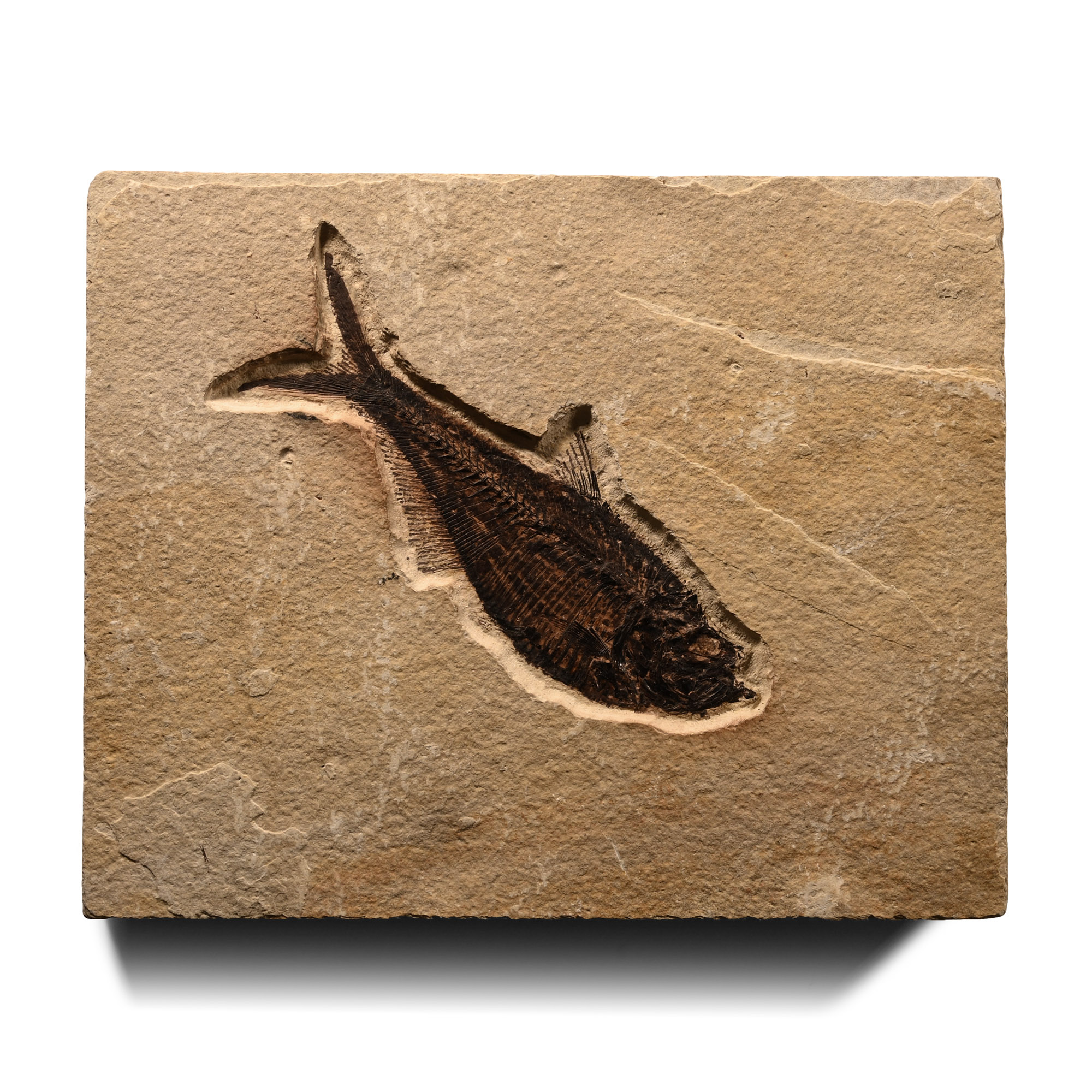 Natural History - Fossil Diplomystus Fish in Matrix