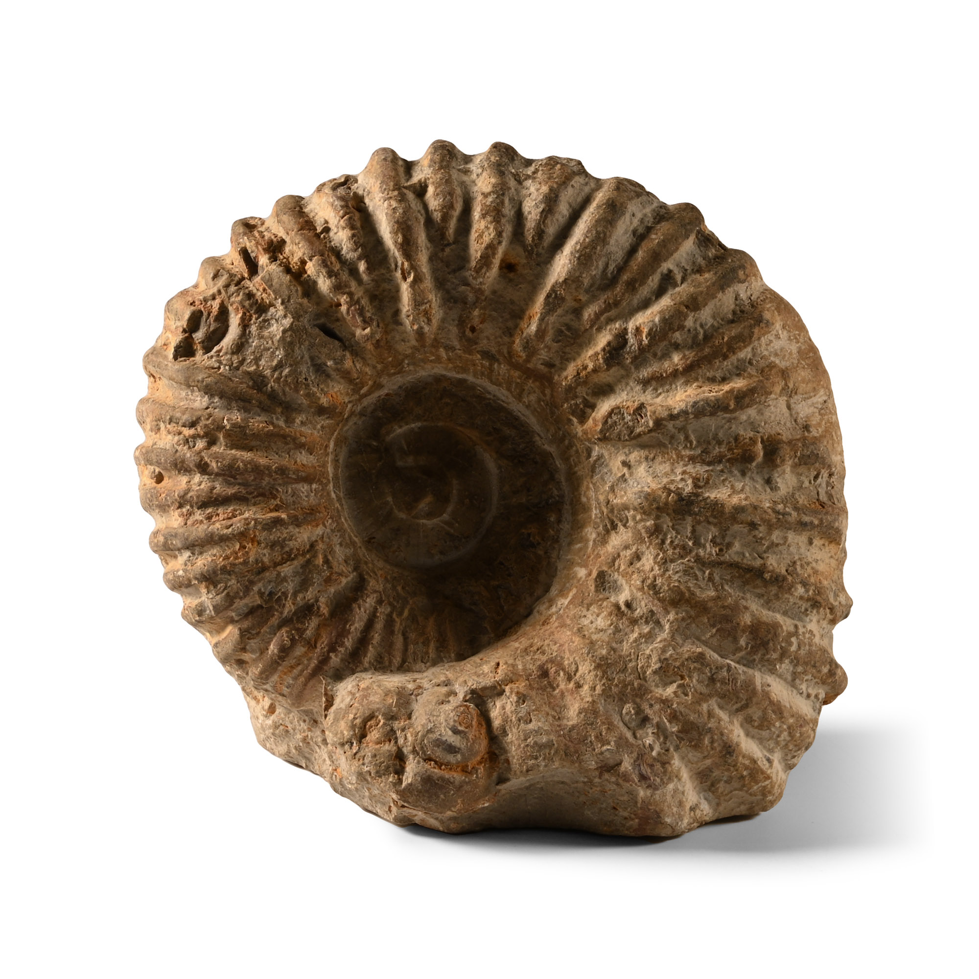 Natural History - Fossil Agadir Ammonite