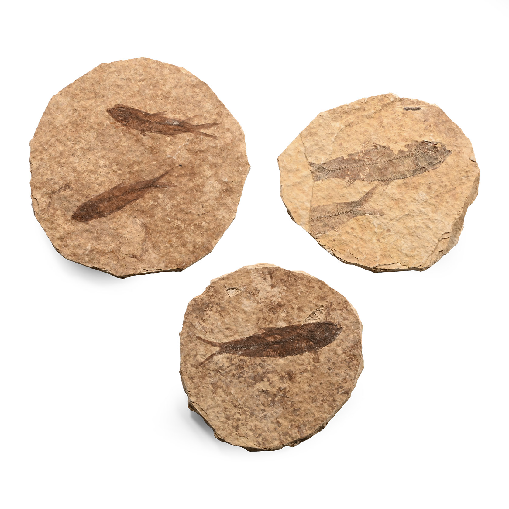 Natural History - Fossil Knightia Fish Group