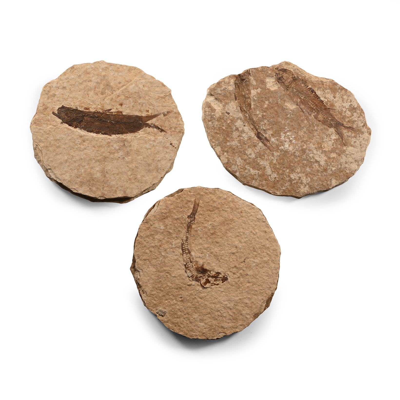 Natural History - Fossil Knightia Fish Group