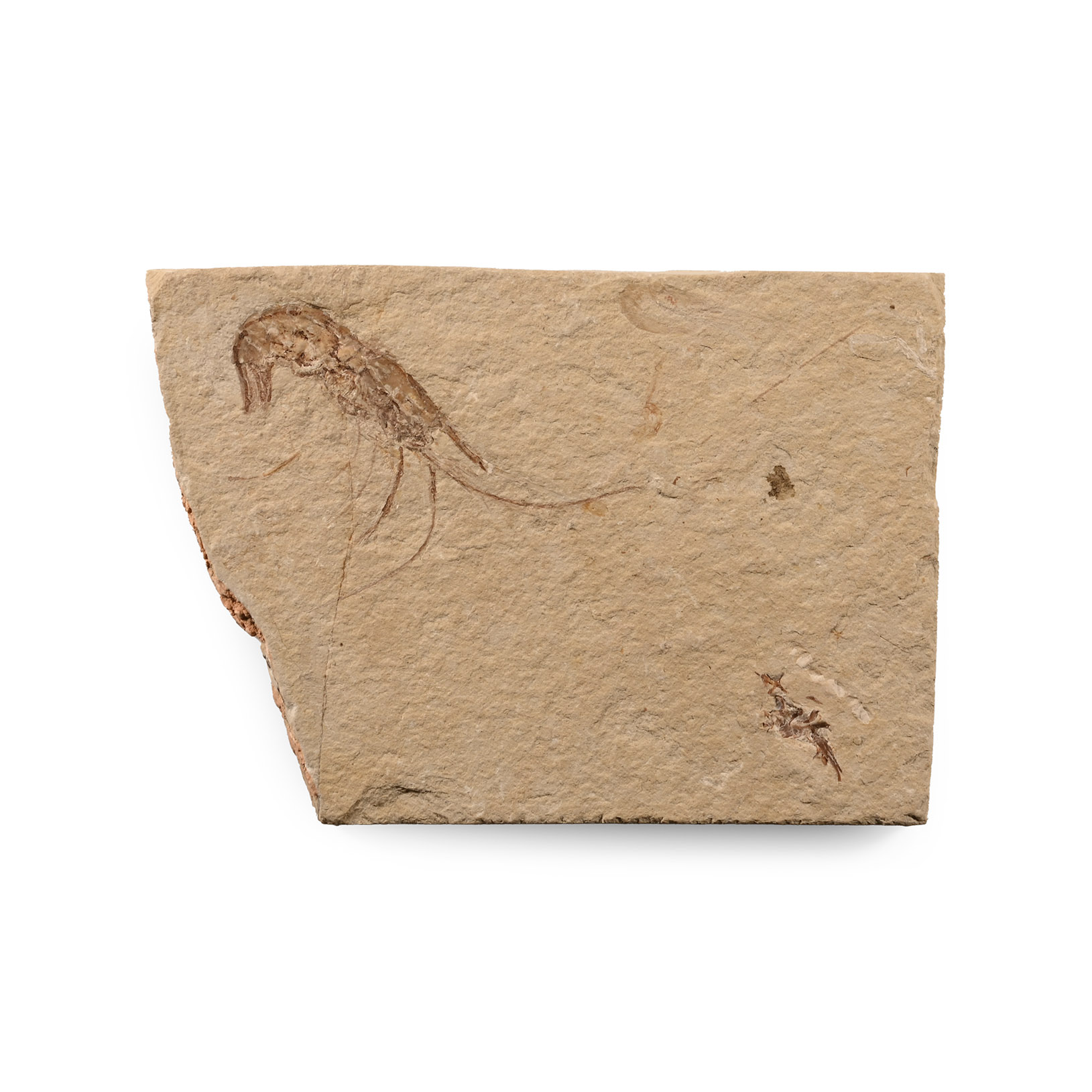 Natural History - Fossil Shrimp