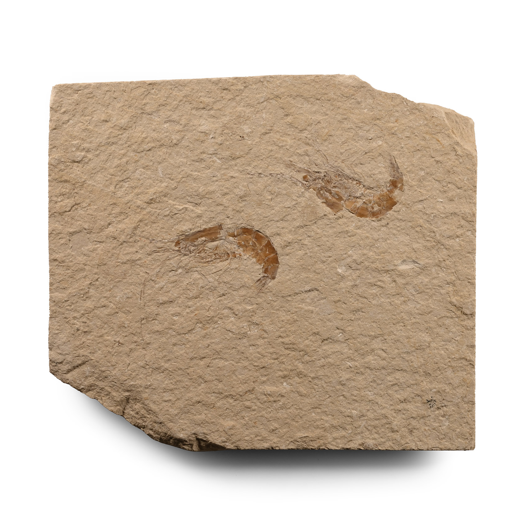 Natural History - Fossil Shrimp Group