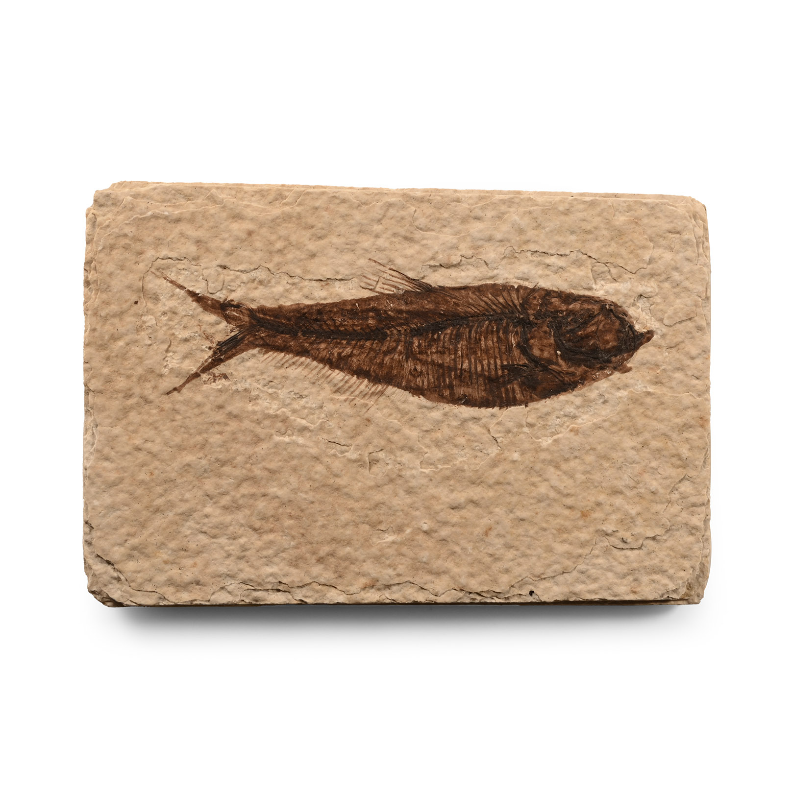 Natural History - Fossil Knightia Fish