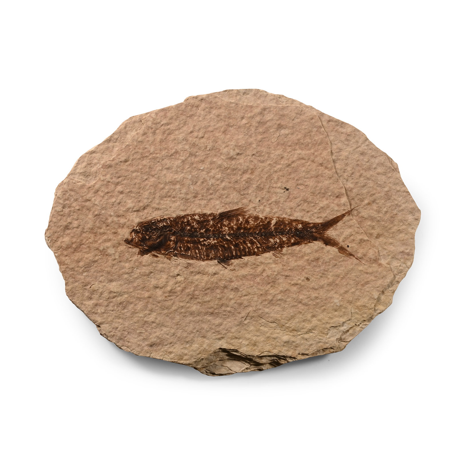 Natural History - Fossil Knightia Fish