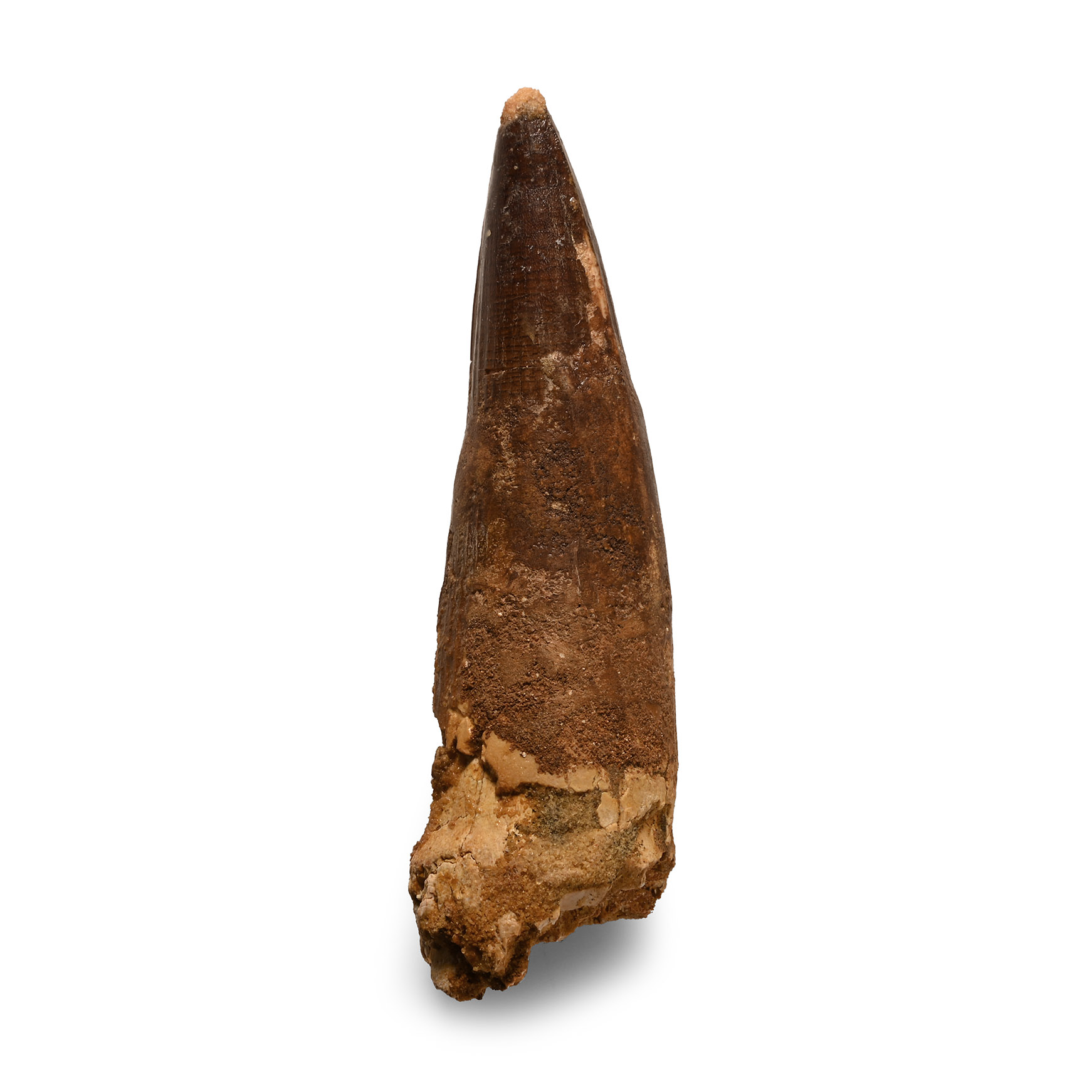 Natural History - Large Fossil Spinosaurus Dinosaur Tooth