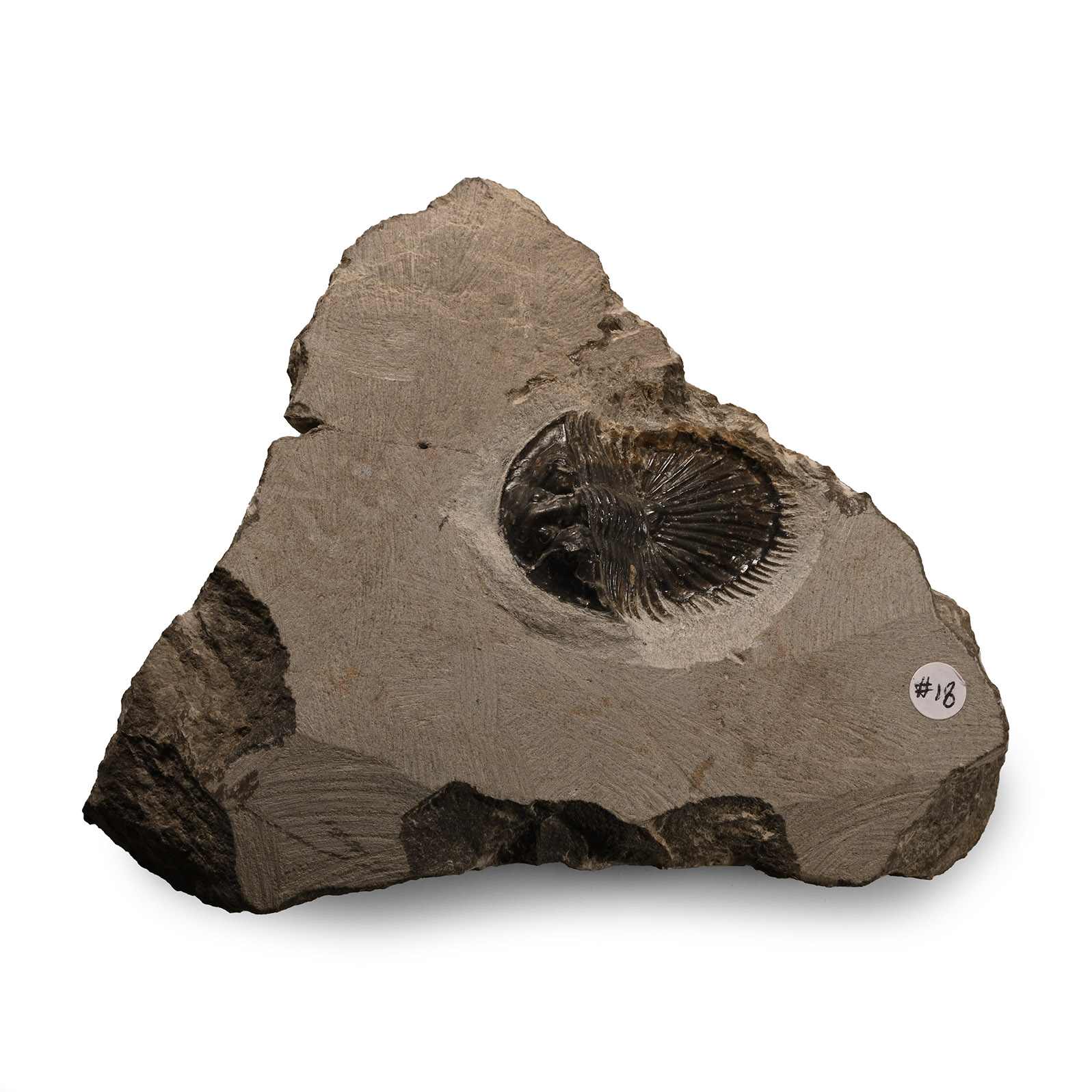 Natural History - Fossil Thysanopeltis Trilobite