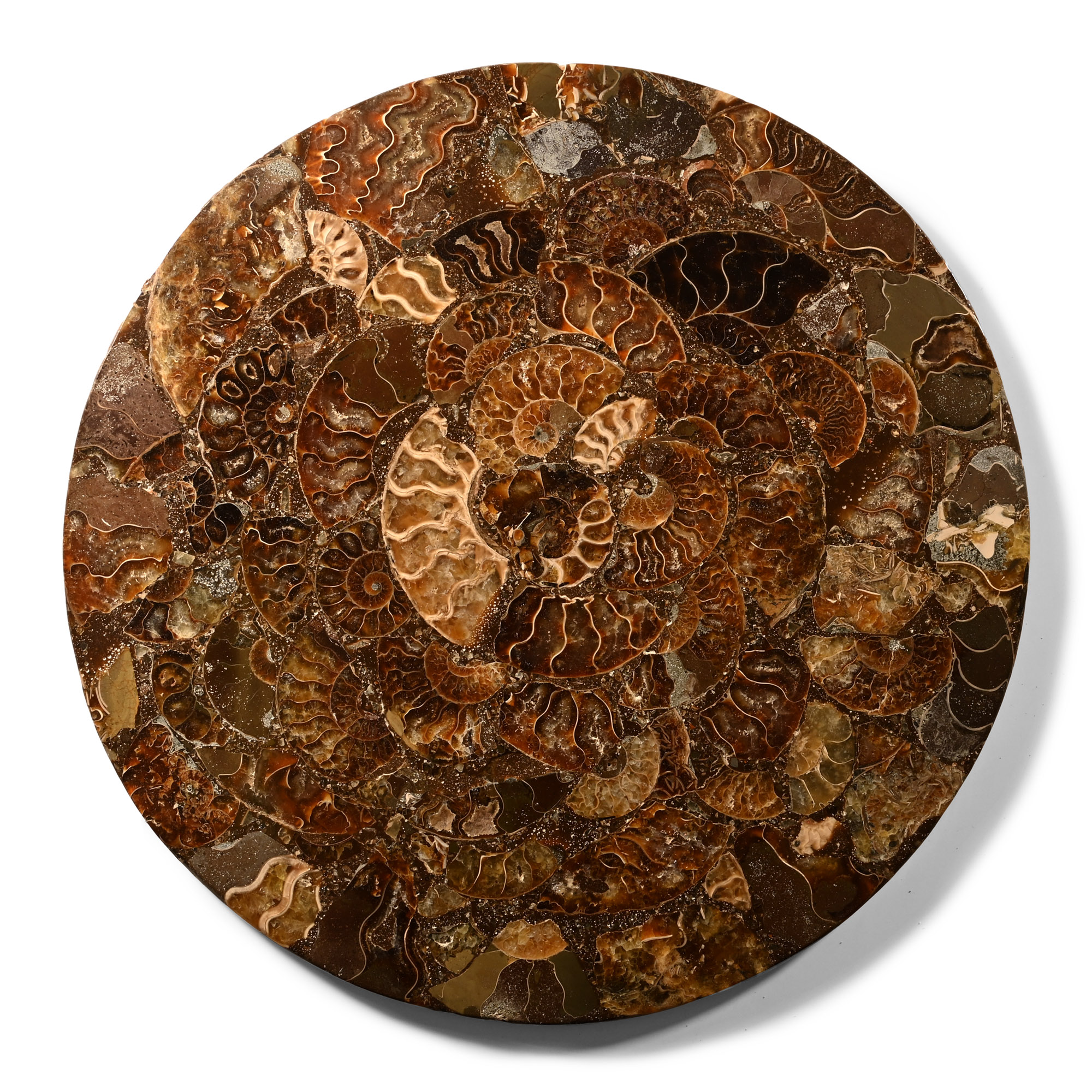 Natural History - Large Polished Fossil Ammonite Platter
