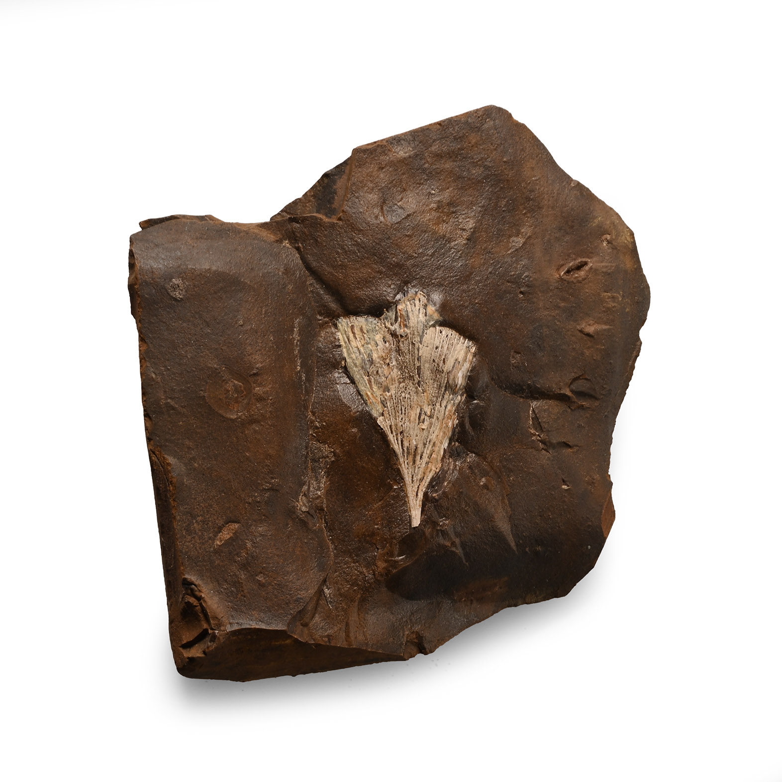 Natural History - Fossil Ginko Leaf