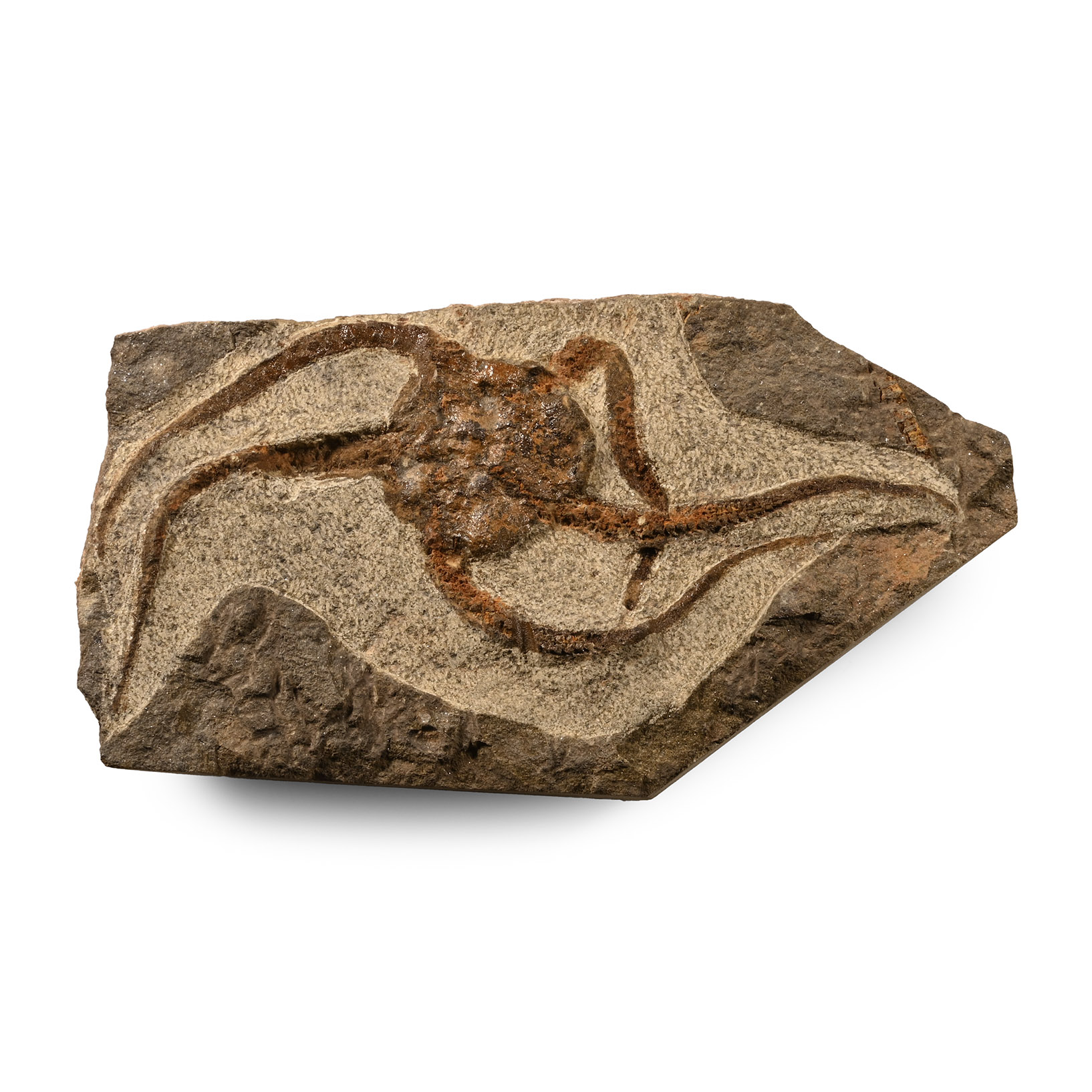 Natural History - Fossil Brittle Star