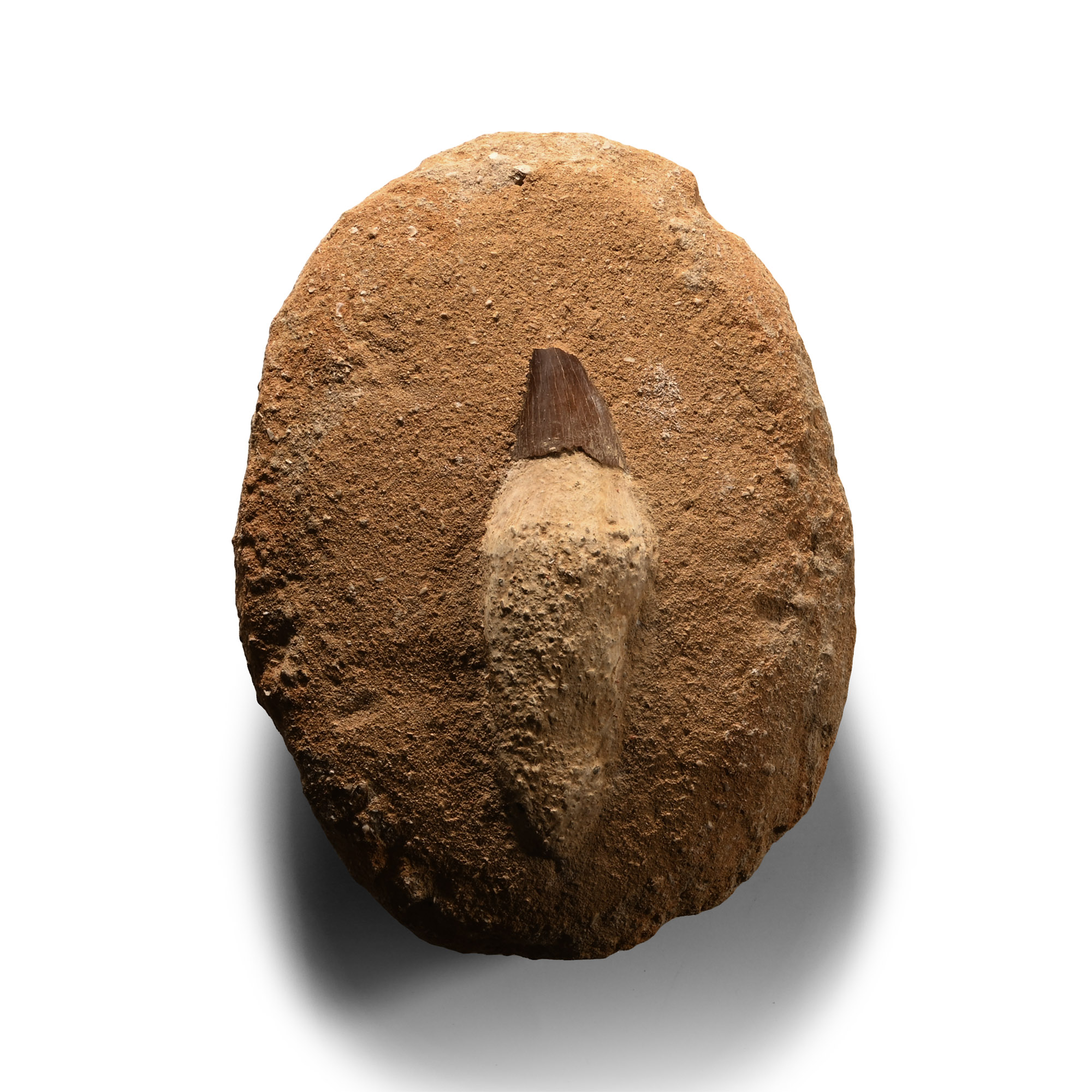 Natural History - Fossil Mosasaur 'Marine Dinosaur' Tooth on Composite Matrix