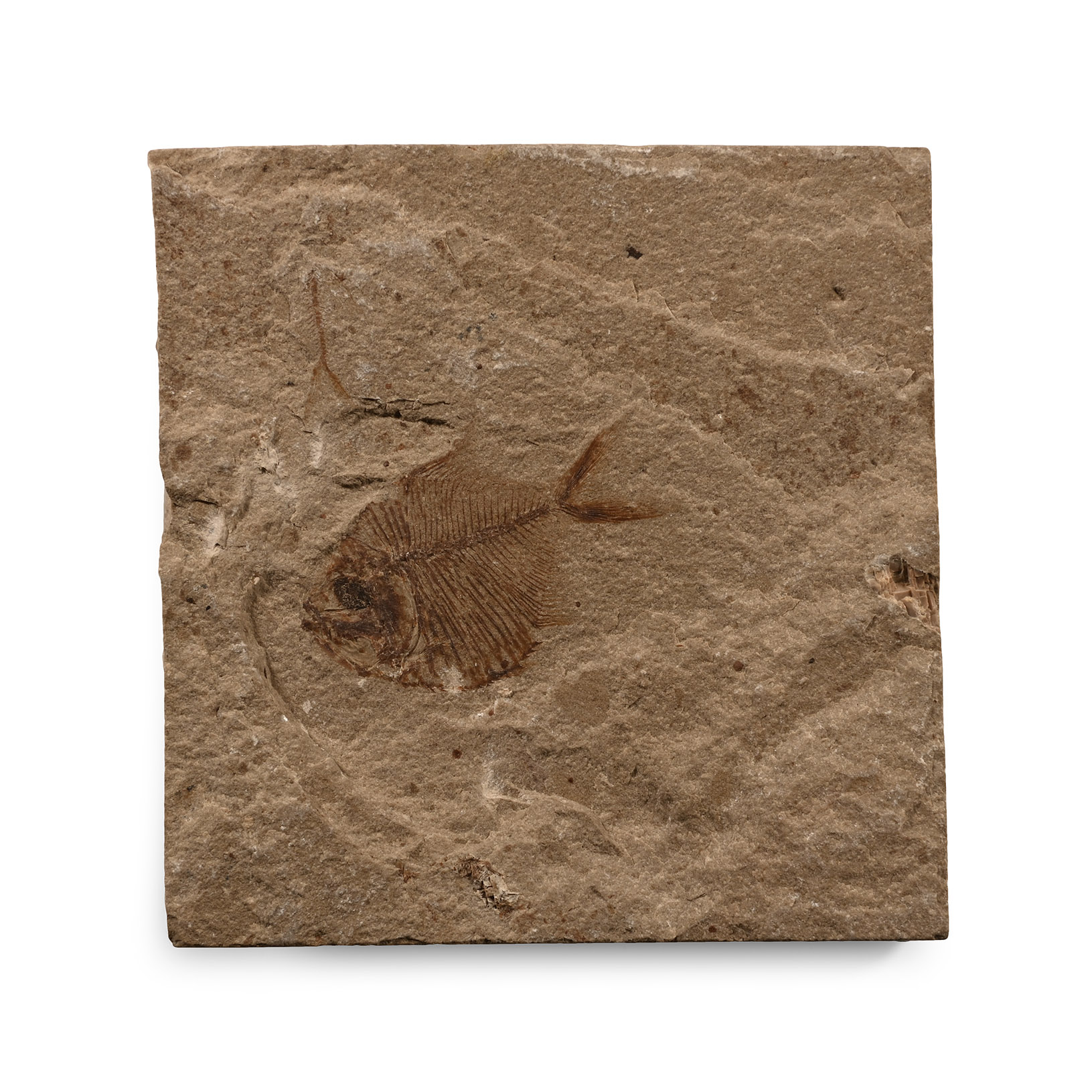Natural History - Fossil Diplomystus Birdi Fish