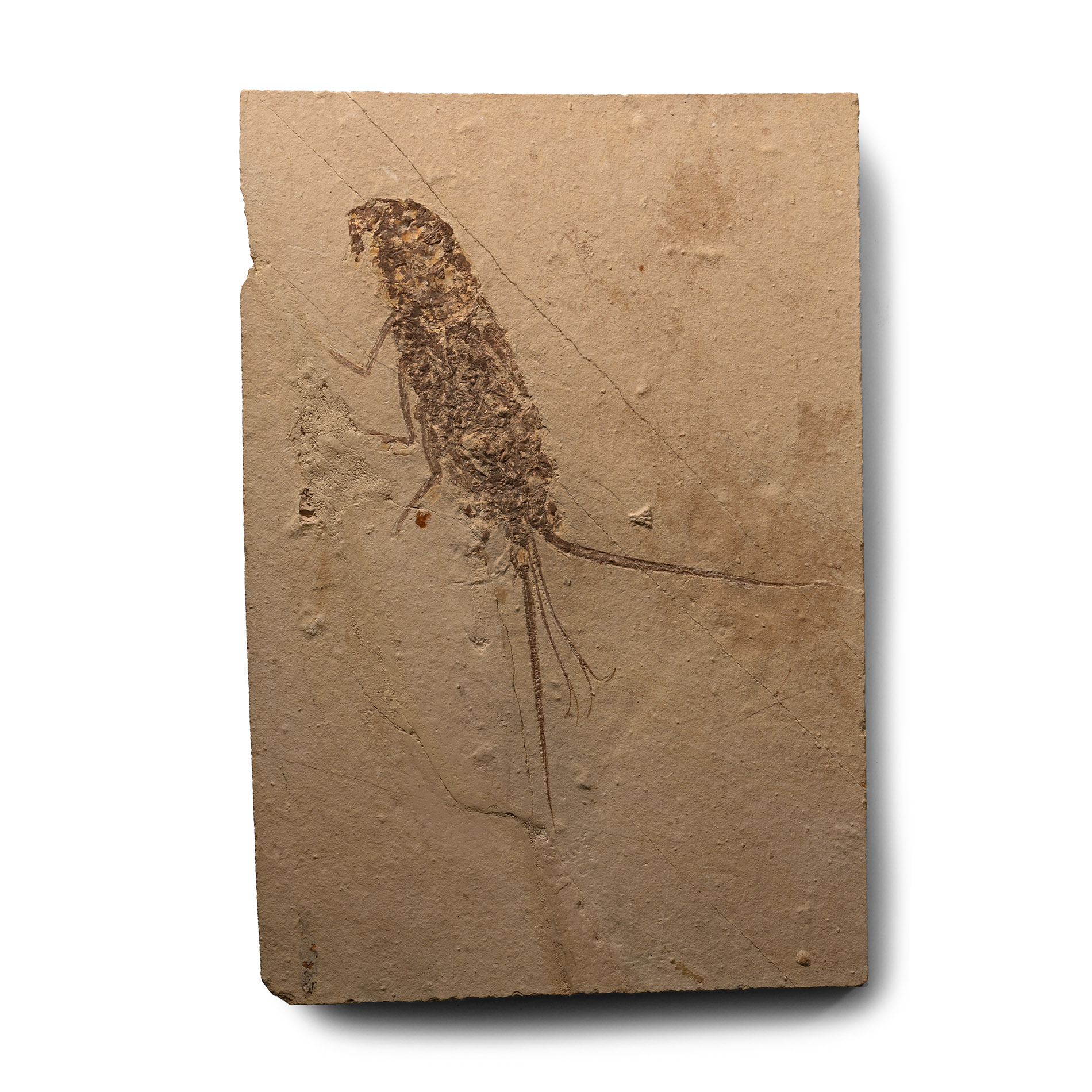 Large Fossil Lobster on Matrix
