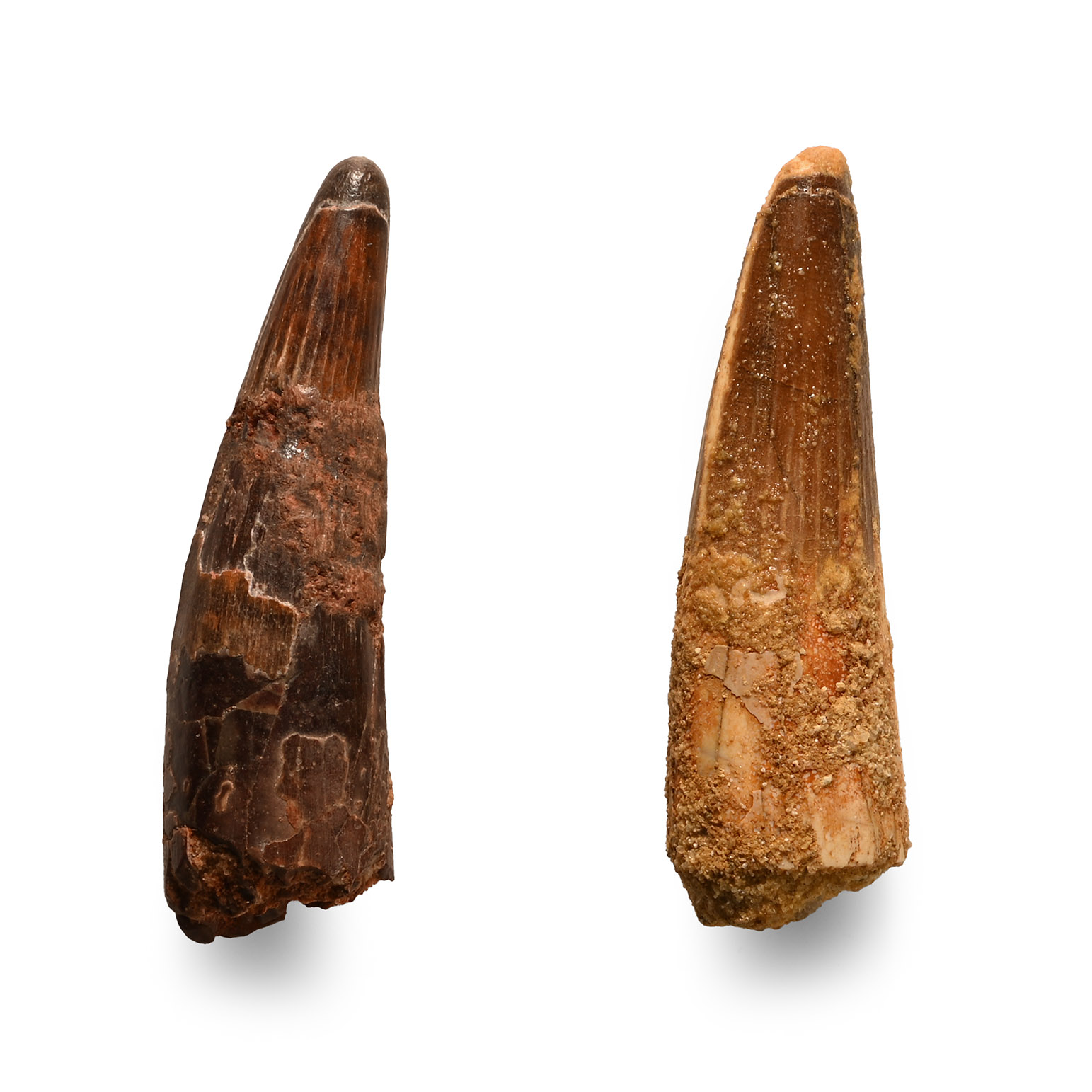 Natural History - Fossil Spinosaurus Dinosaur Tooth Group