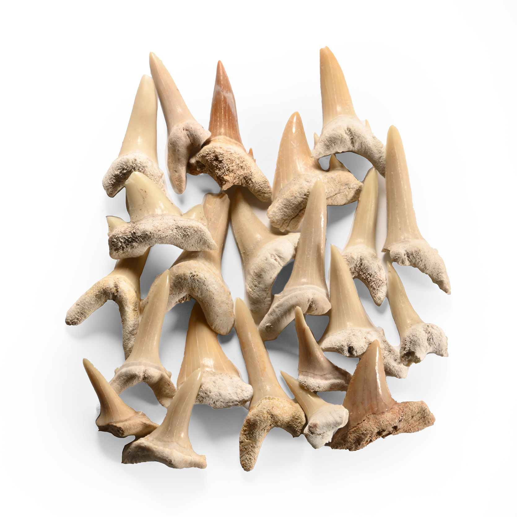 Natural History - Fossil Sand Shark Teeth Group