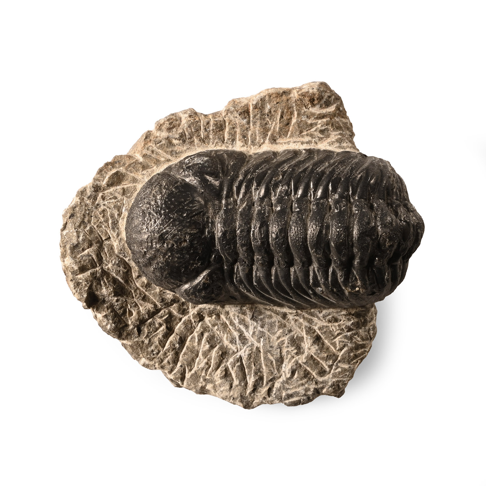 Natural History - Fossil Phacops Tribobite