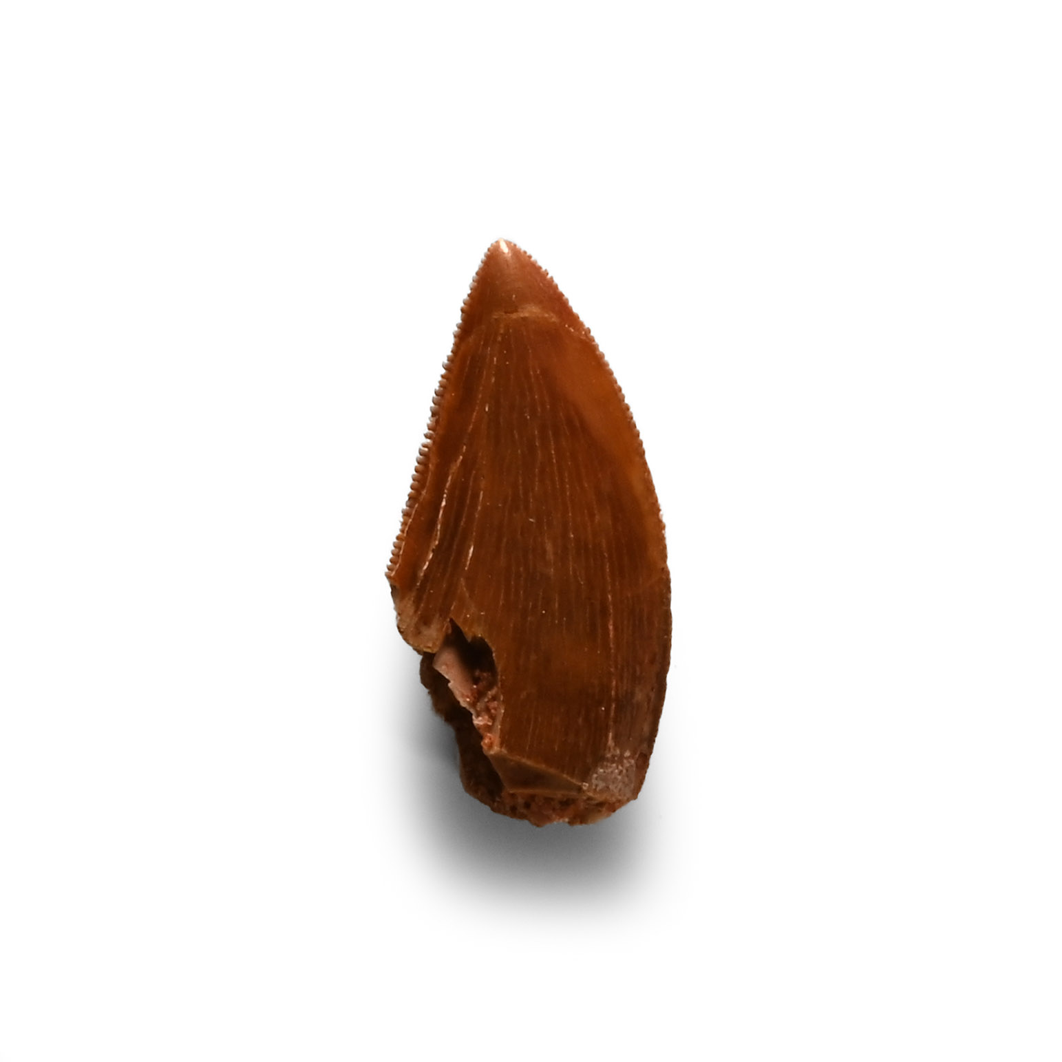Natural History - Fossil North African 'T-Rex' Tooth