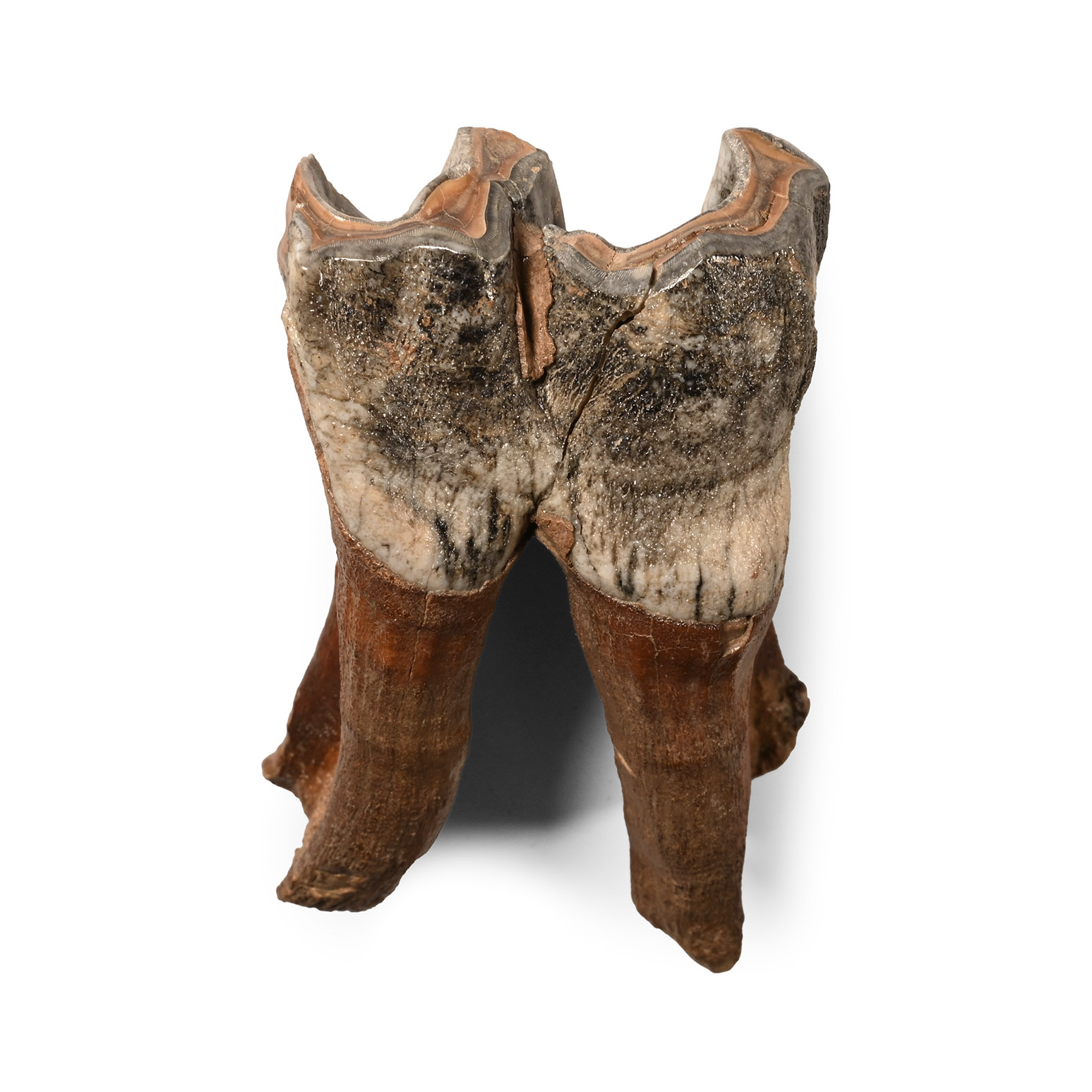 Natural History - Fossil Woolly Rhinoceros Tooth