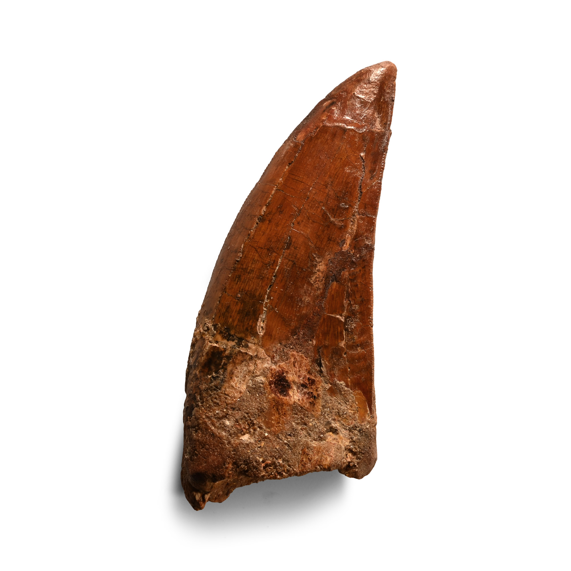 Natural History - Large Fossil Carcharodontosaurus  North African 'T-Rex' Tooth