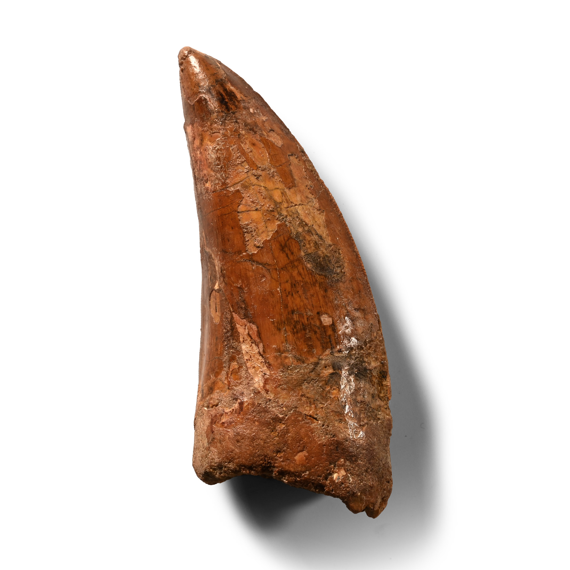 Natural History - Large Fossil Carcharodontosaurus  North African 'T-Rex' Tooth
