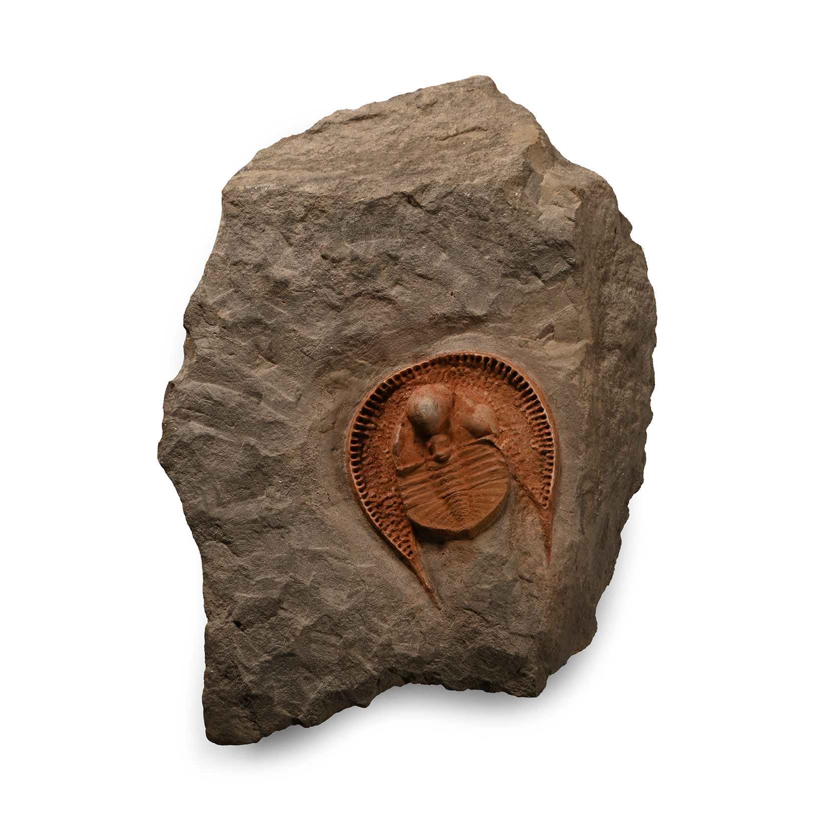 Natural History - Rare Declivitous Titan Fossil Trilobite