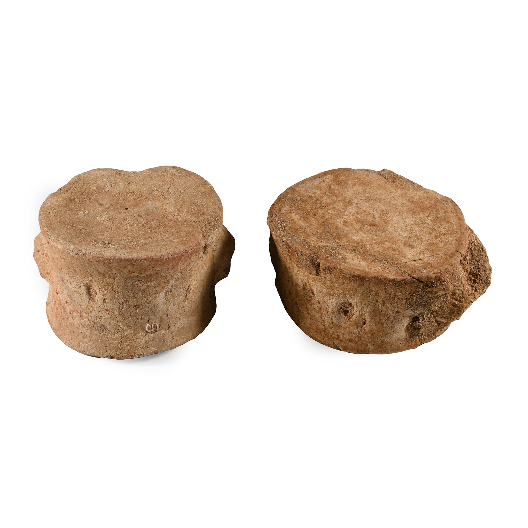 Natural History - Fossil Plesiosaur 'Marine Dinosaur' Vertebra Group