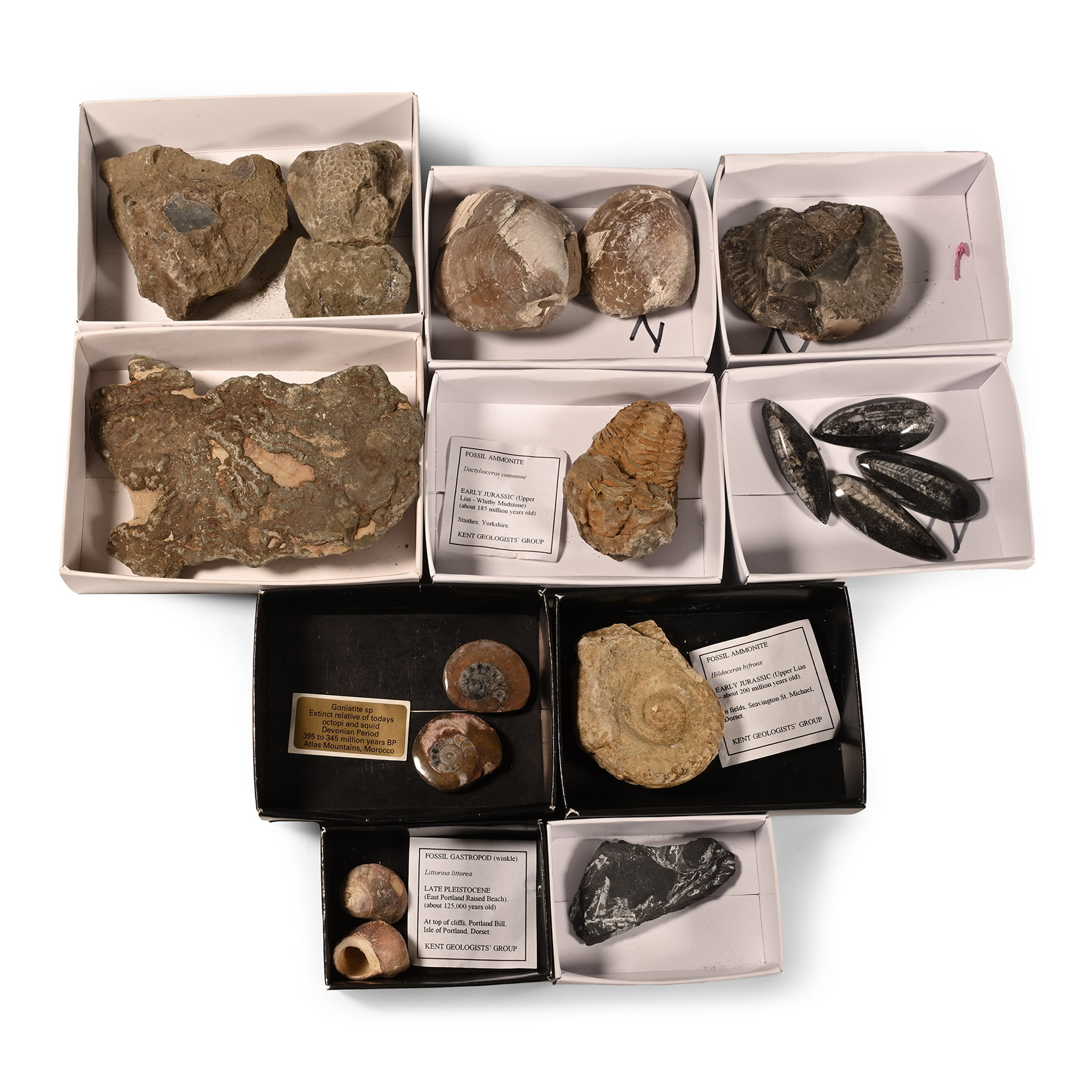 Natural History - Mixed Fossil Collection