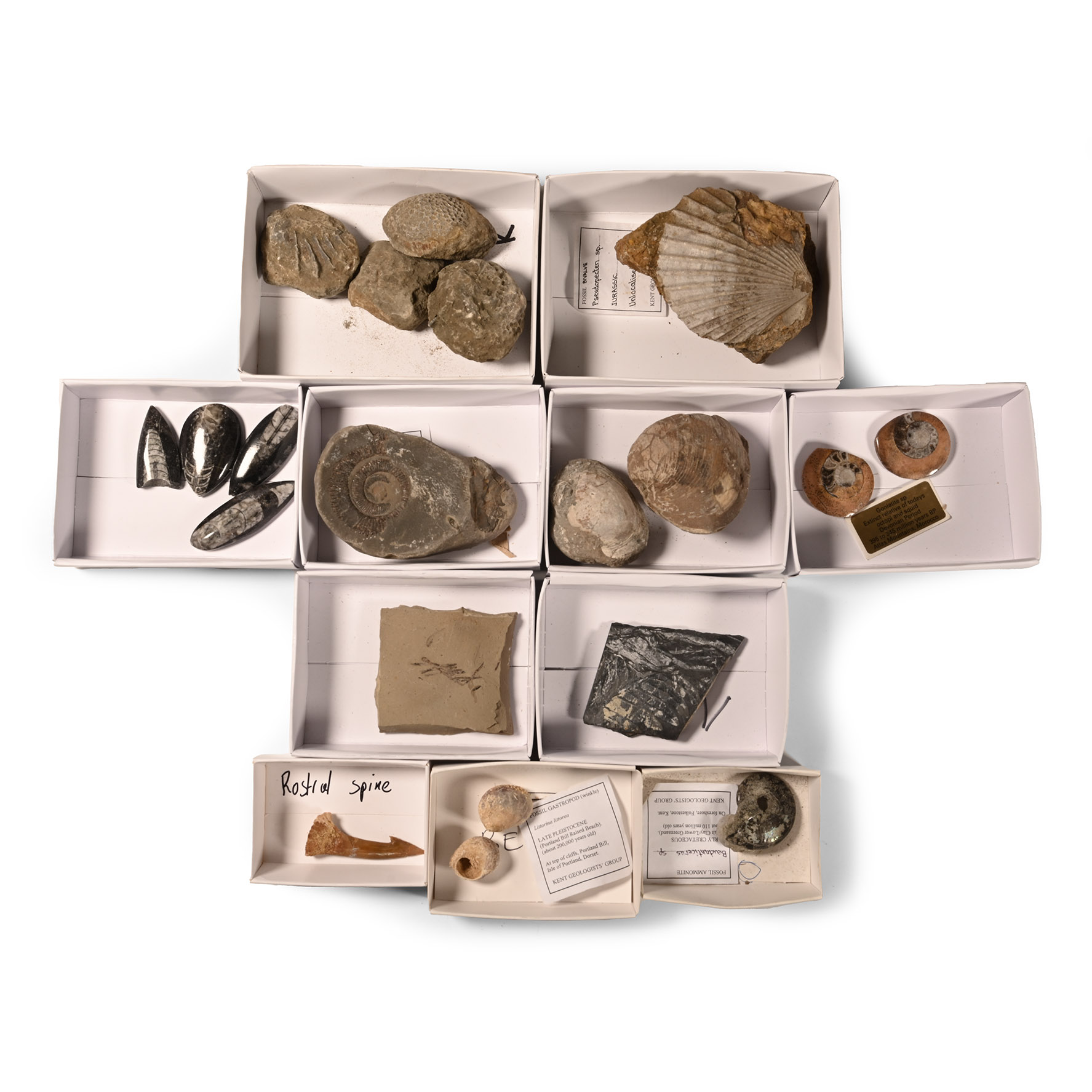 Natural History - Mixed Fossil Collection