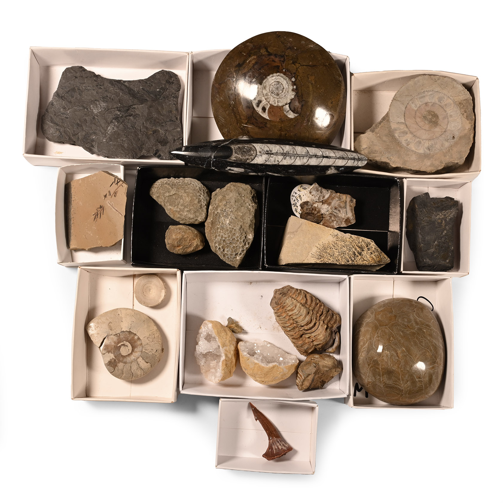 Natural History - Mixed Fossil and Mineral Collection