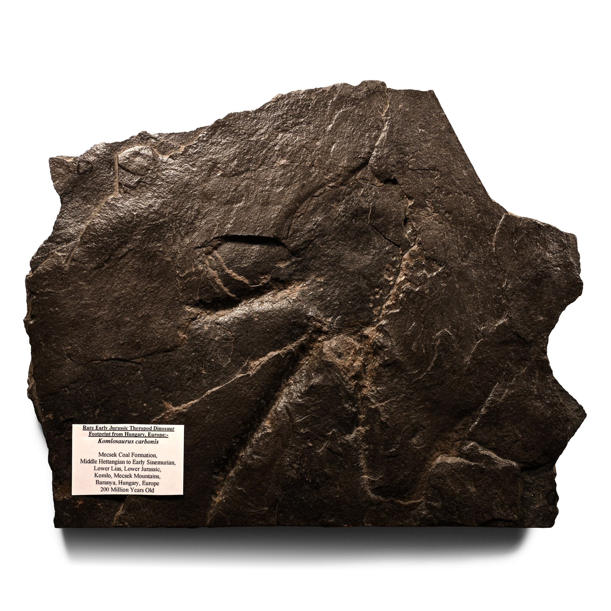 Natural History - Fossil Theropod Dinosaur Footprint