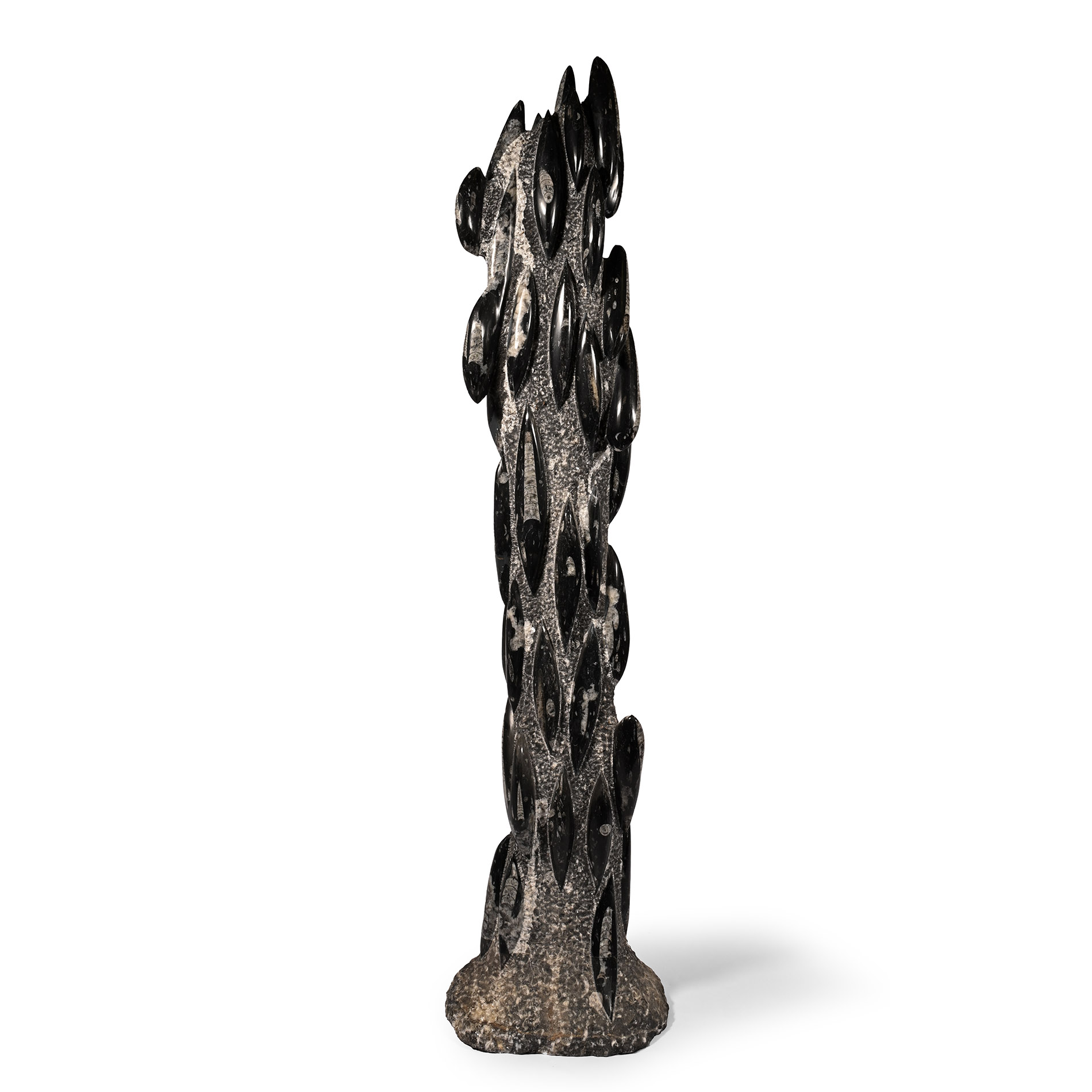 Natural History - Extremely Large Polished Fossil Orthoceras Display