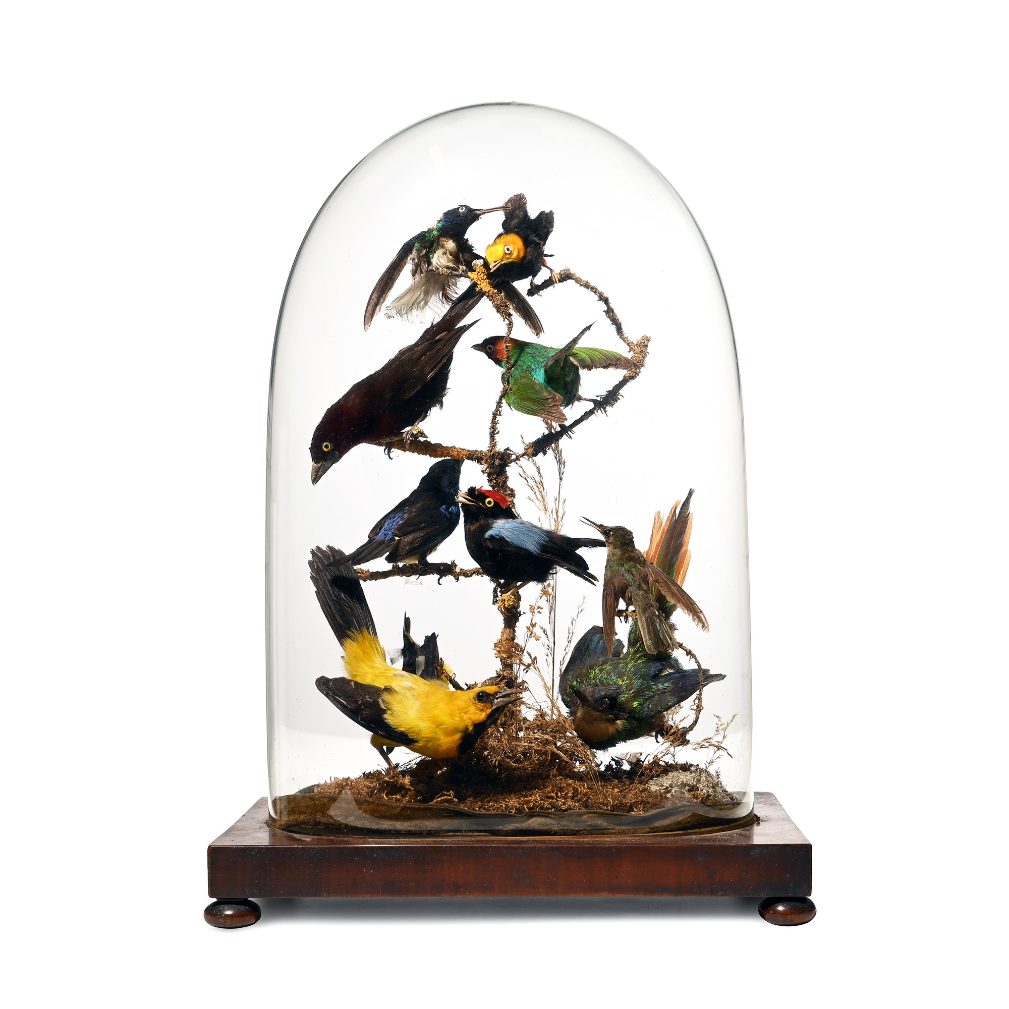 Natural History - Victorian Glass Dome with South American Exotic Birds
