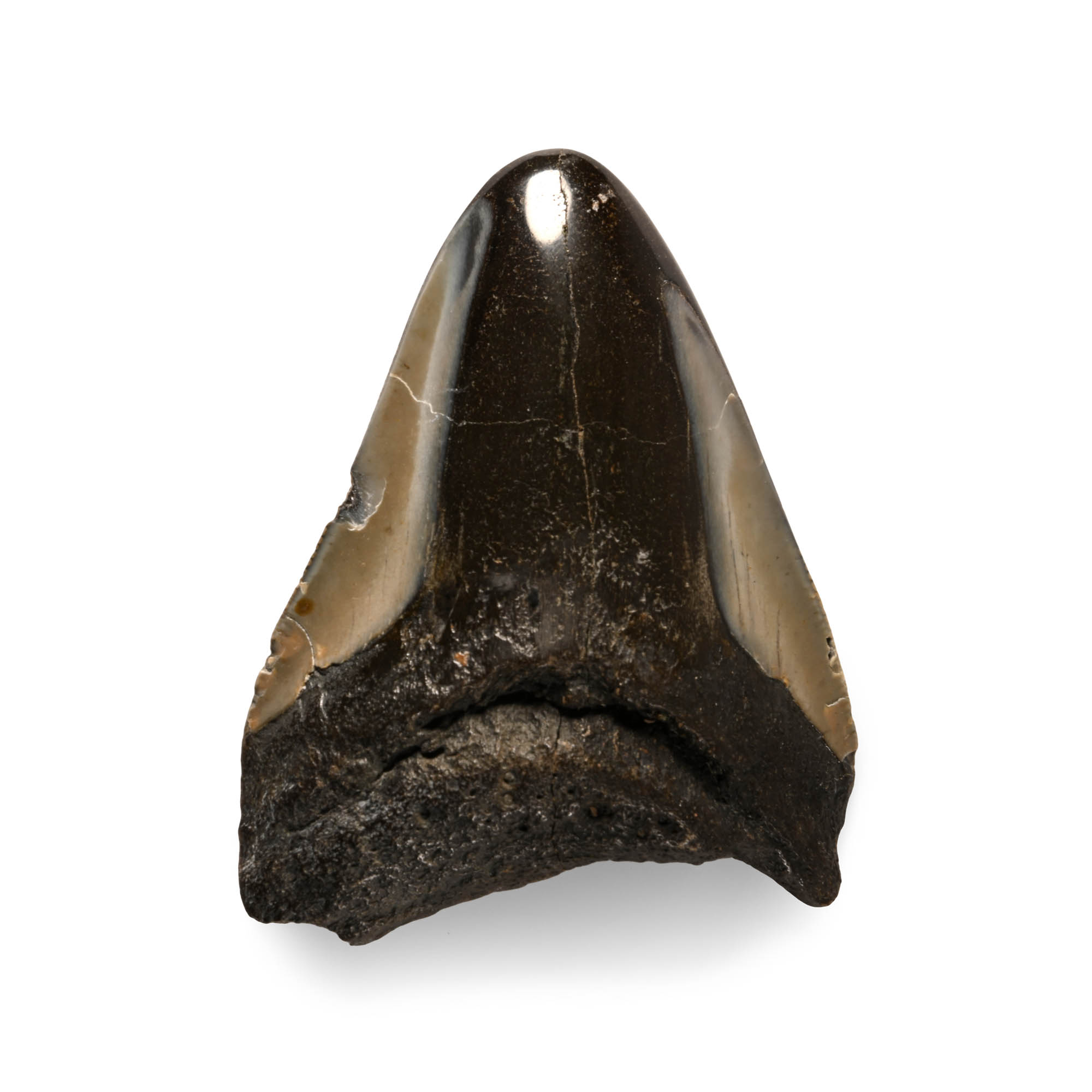 Megalodon Giant Shark Fossil Tooth