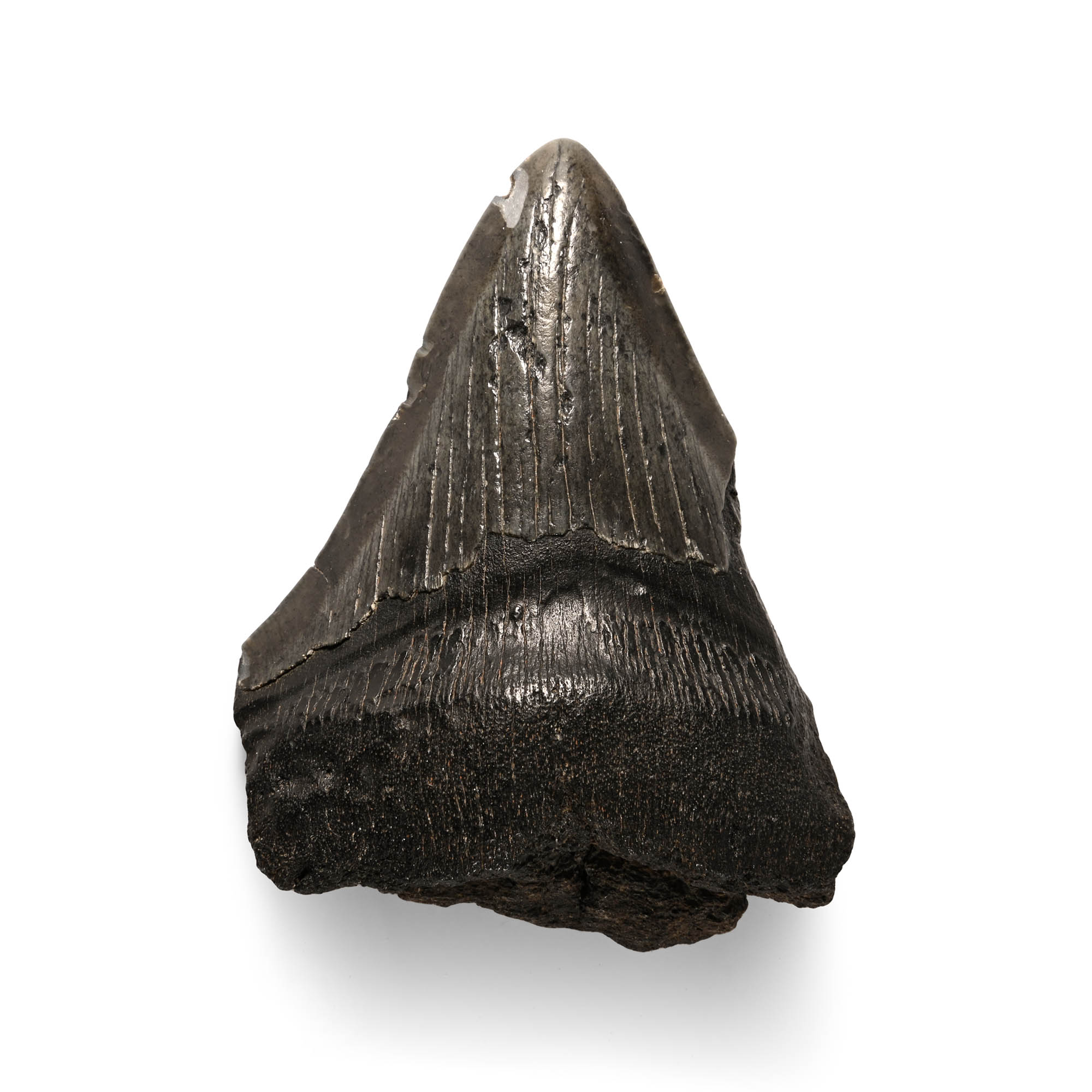 Megalodon Giant Shark Fossil Tooth