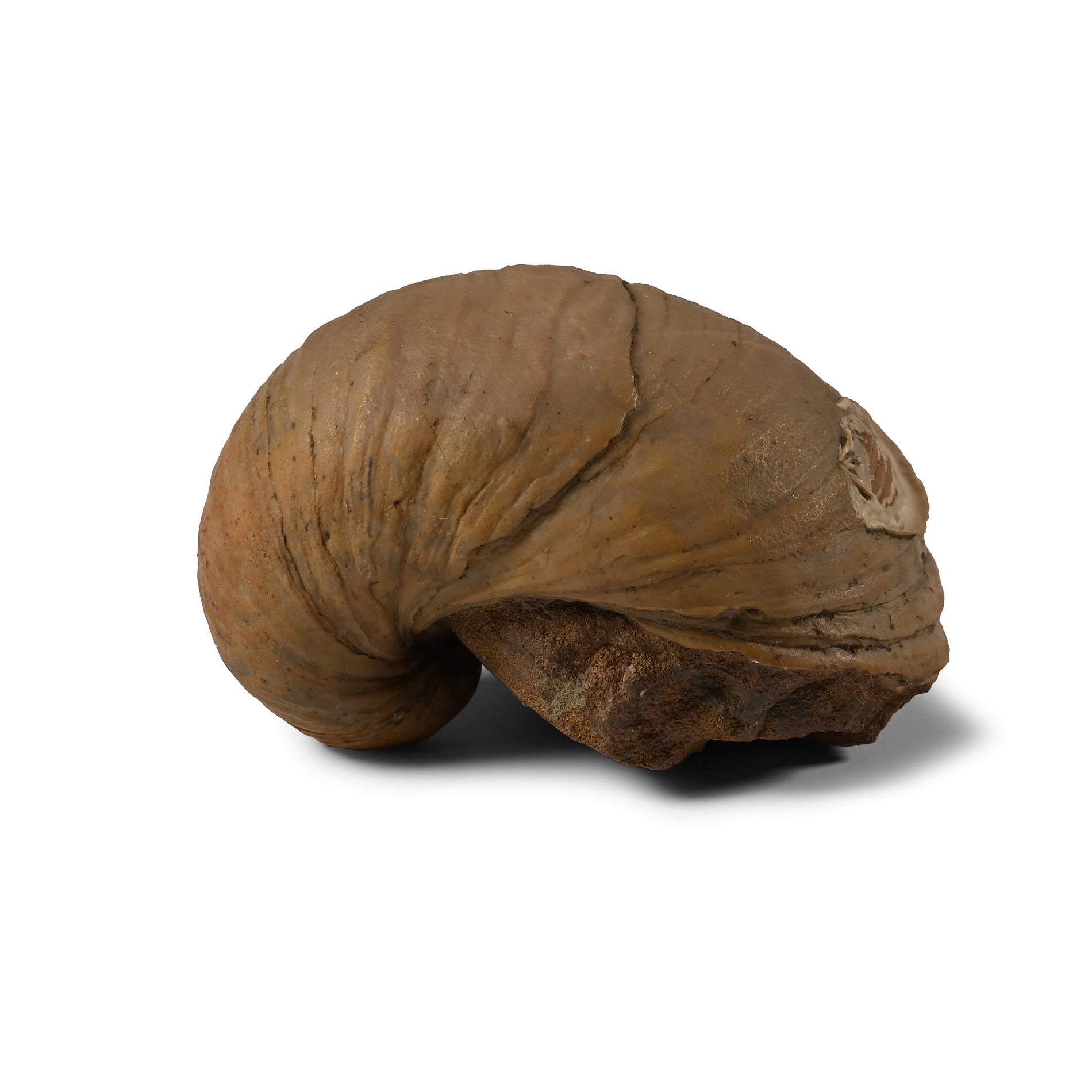Fossil Gryphaea Bivalve