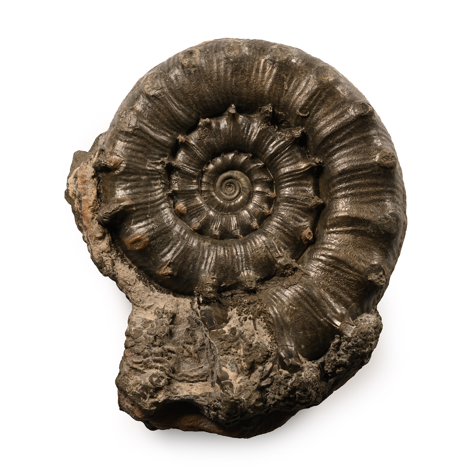Fossil Pyritised Obesum Ammonite