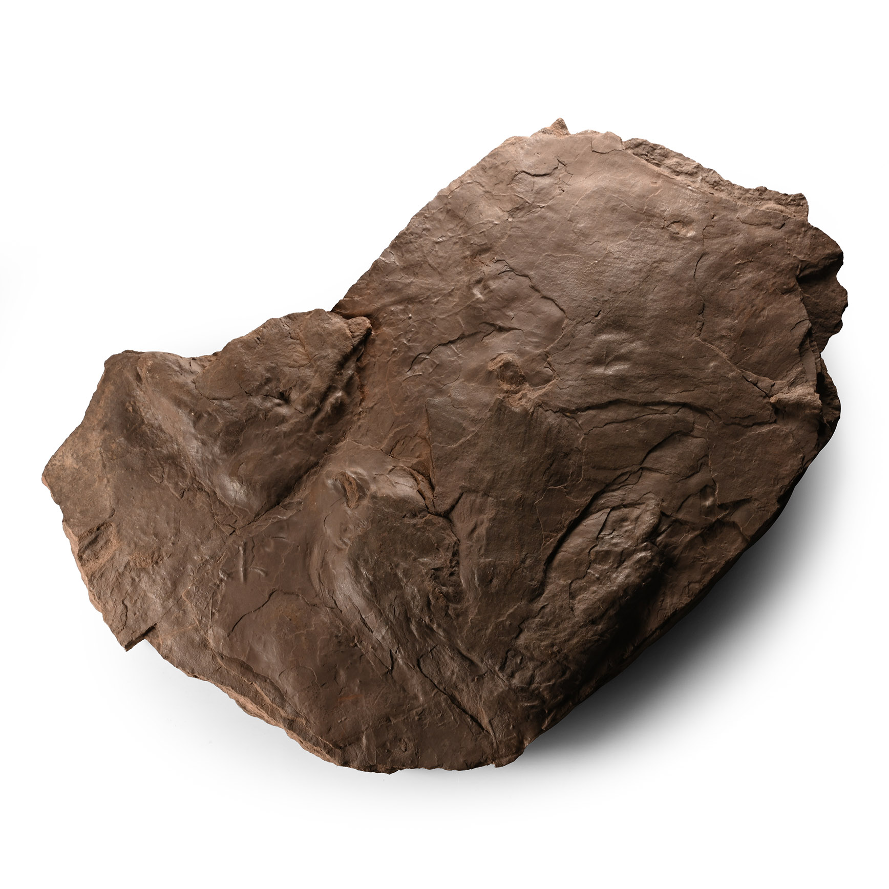 Fossil Dinosaur Footprint