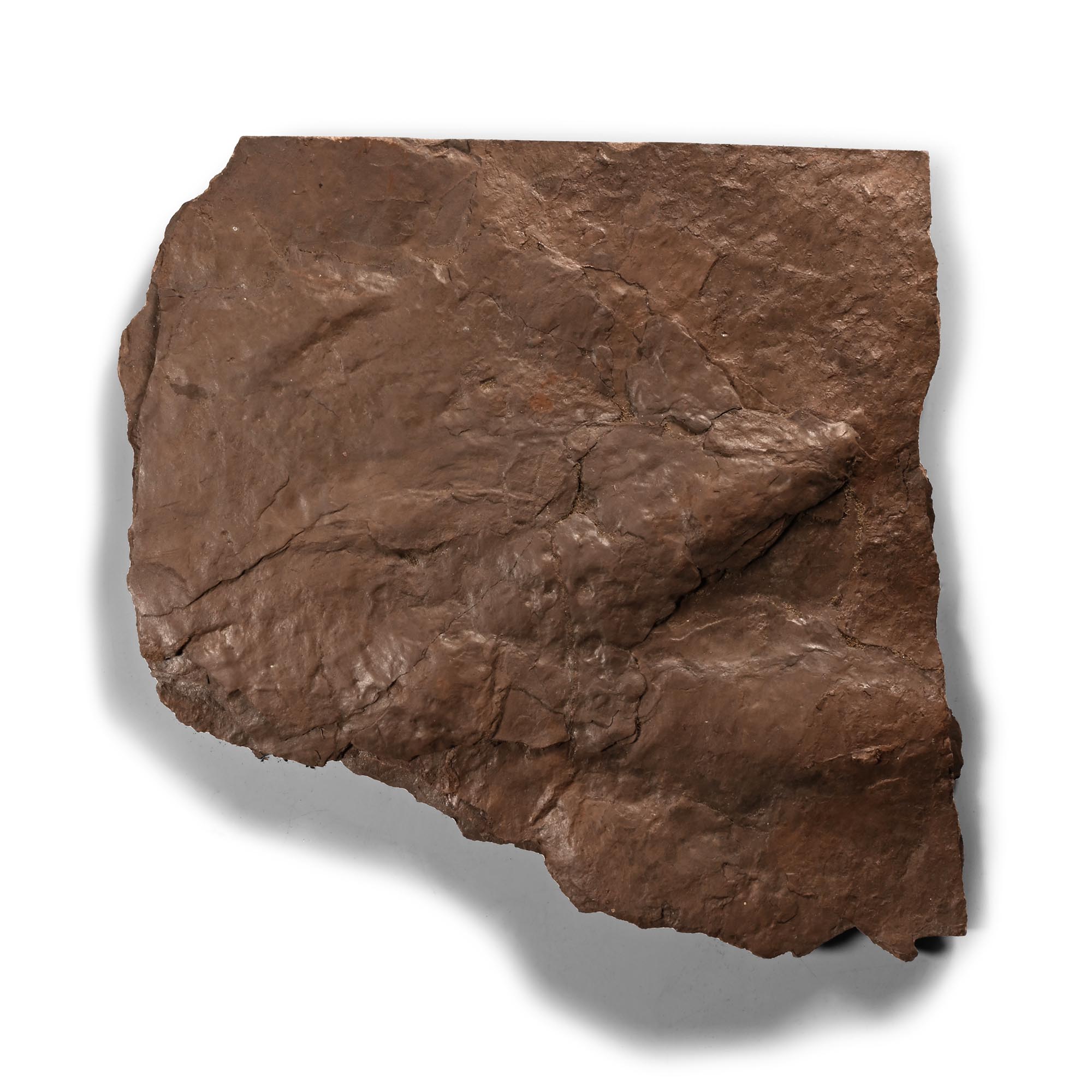Fossil Dinosaur Footprint
