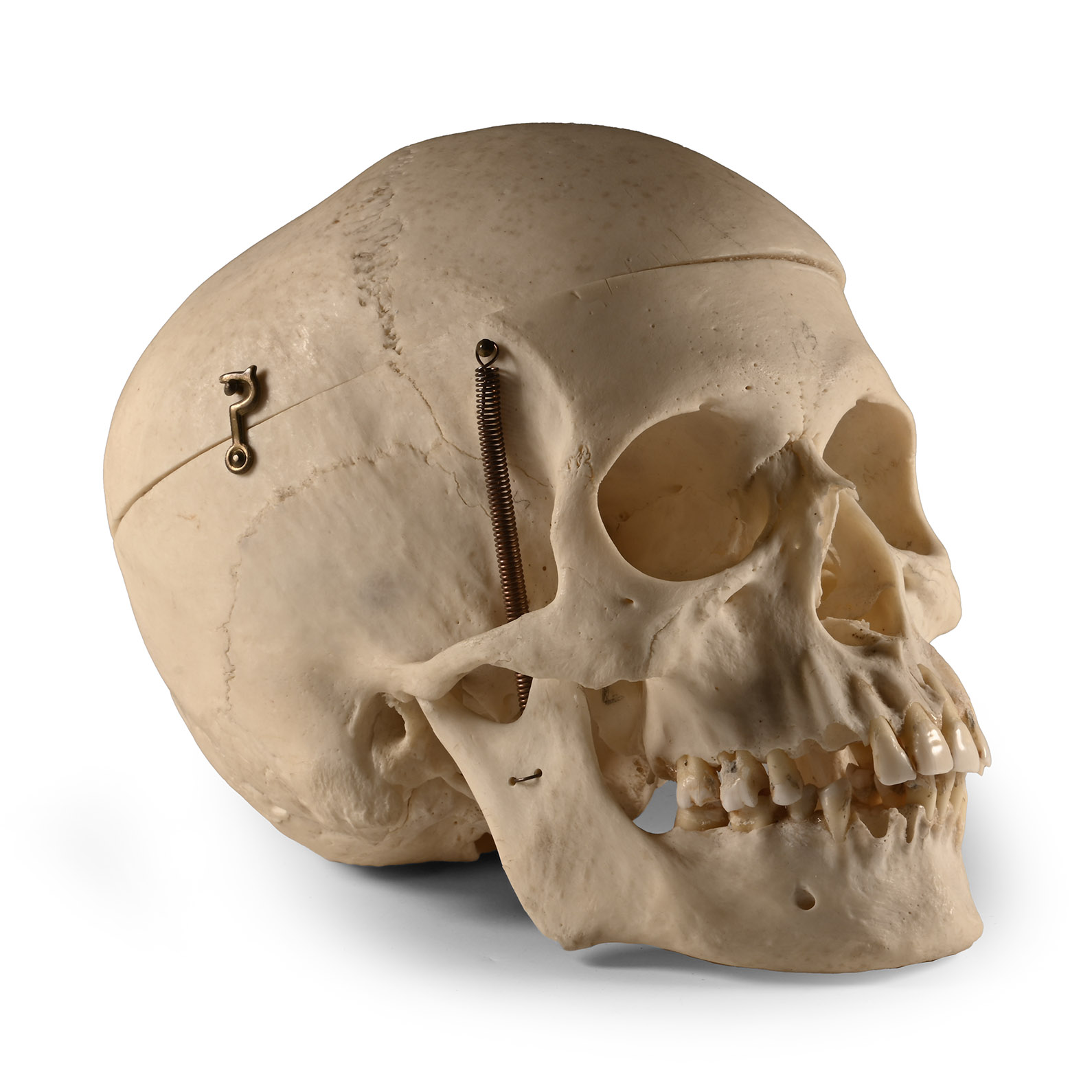 Medical Educational Skull