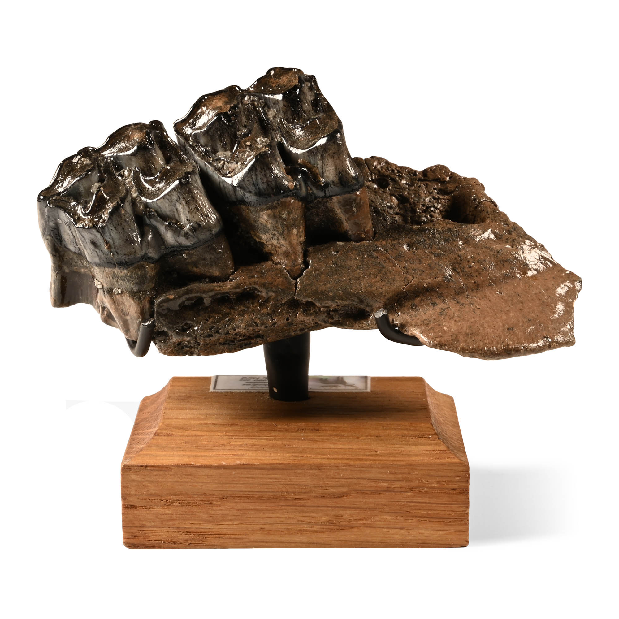 Fossil Irish Elk Jaw Section