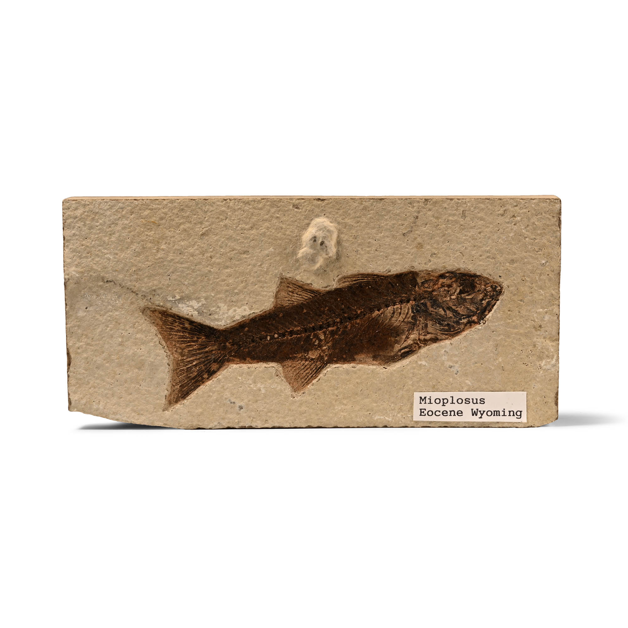 Mioplosus Fossil Fish in Matrix