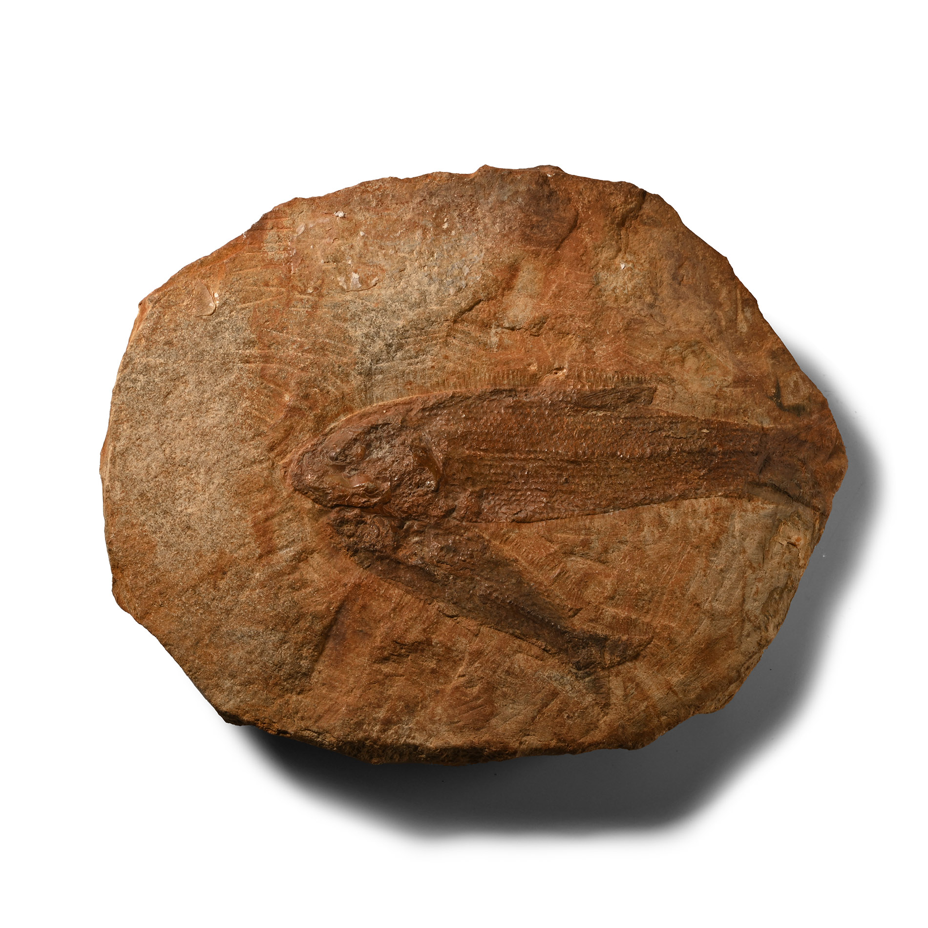 Twin Tharrhias Fossil Fish in Matrix from Brazil