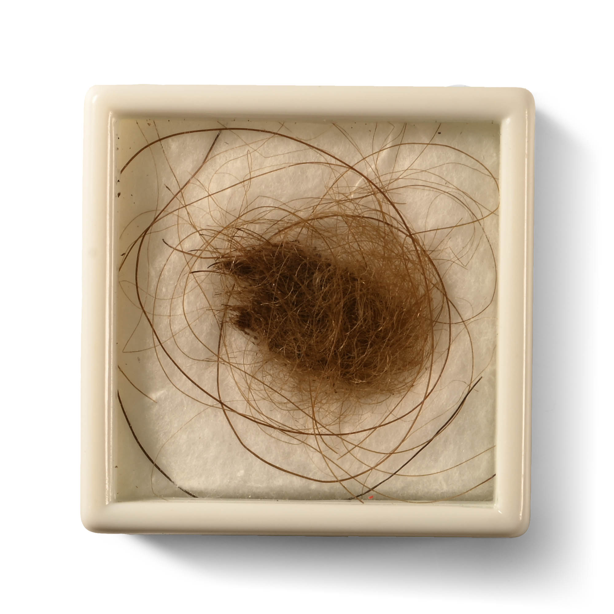 Woolly Mammoth Hair from Permafrost